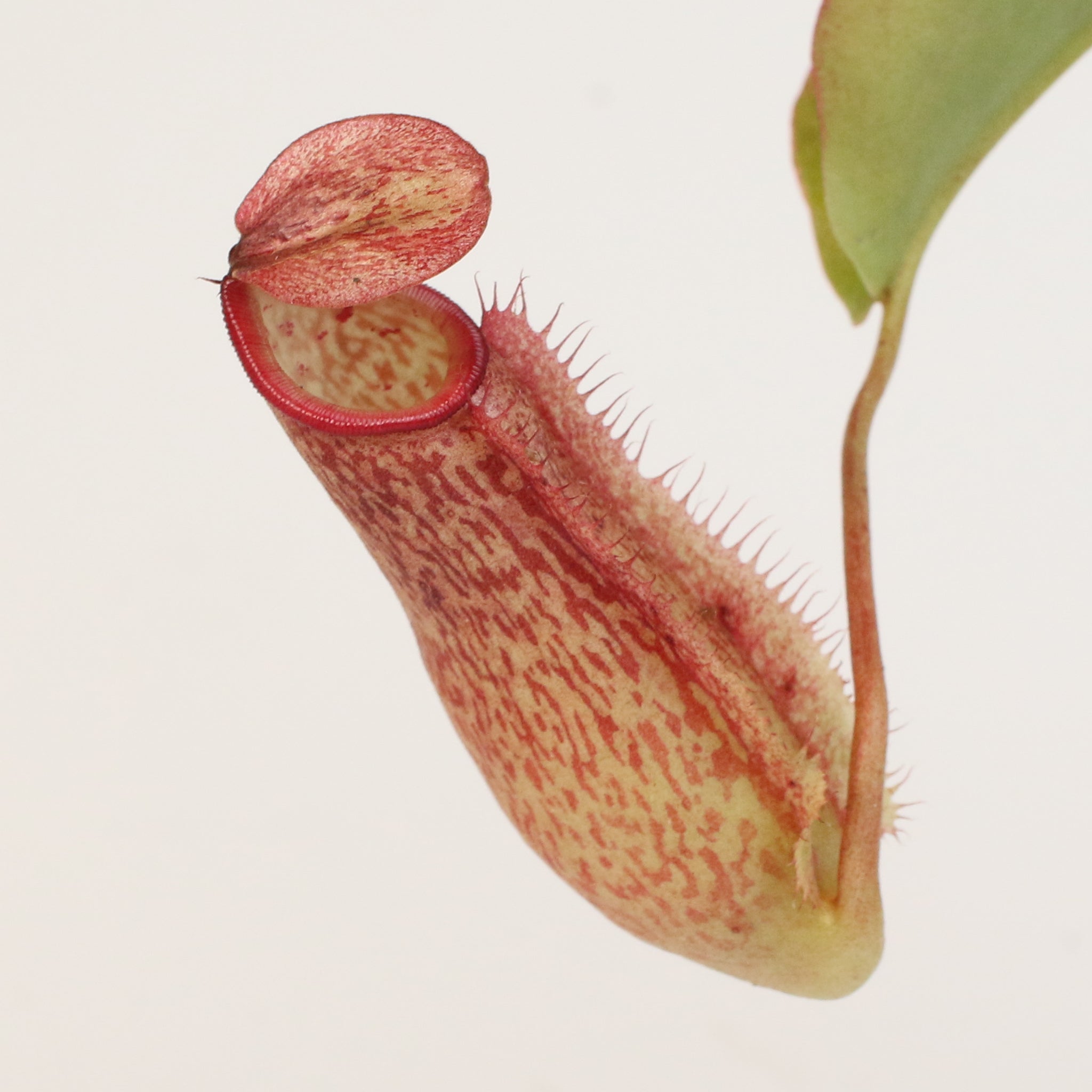Miranda Pitcher Plant (Nepenthes Miranda) - Cheeky Garden