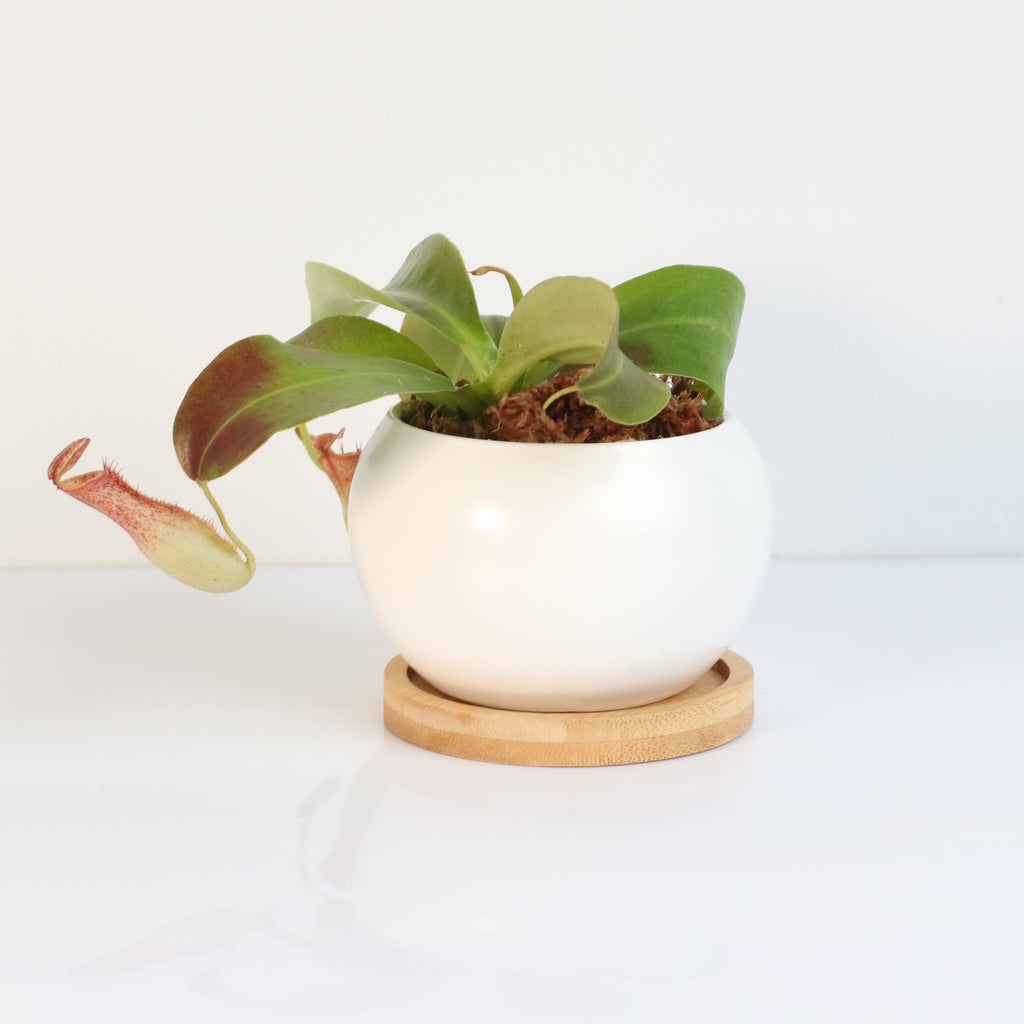 Miranda Pitcher Plant (Nepenthes Miranda) - Cheeky Garden