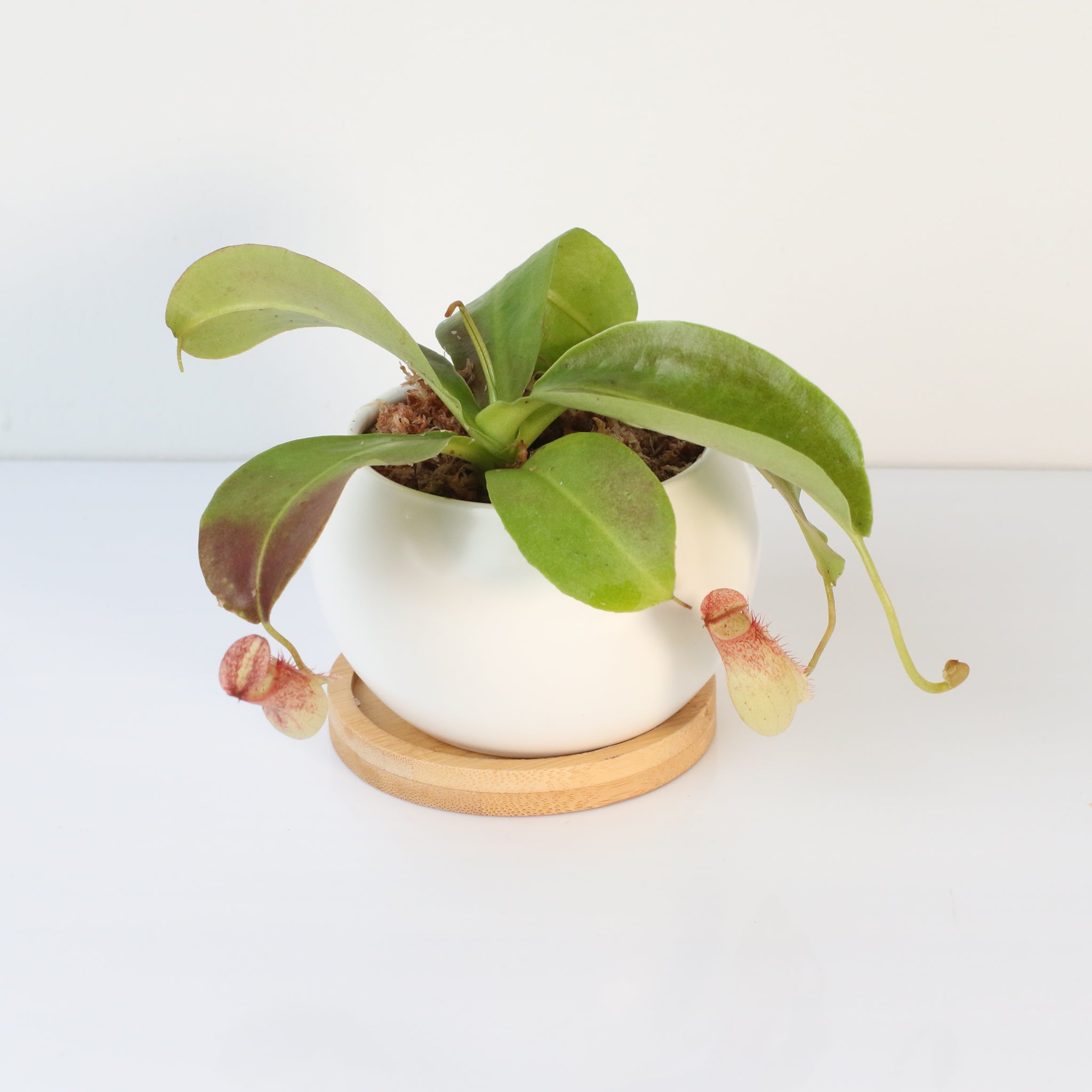 Miranda Pitcher Plant (Nepenthes Miranda) - Cheeky Garden