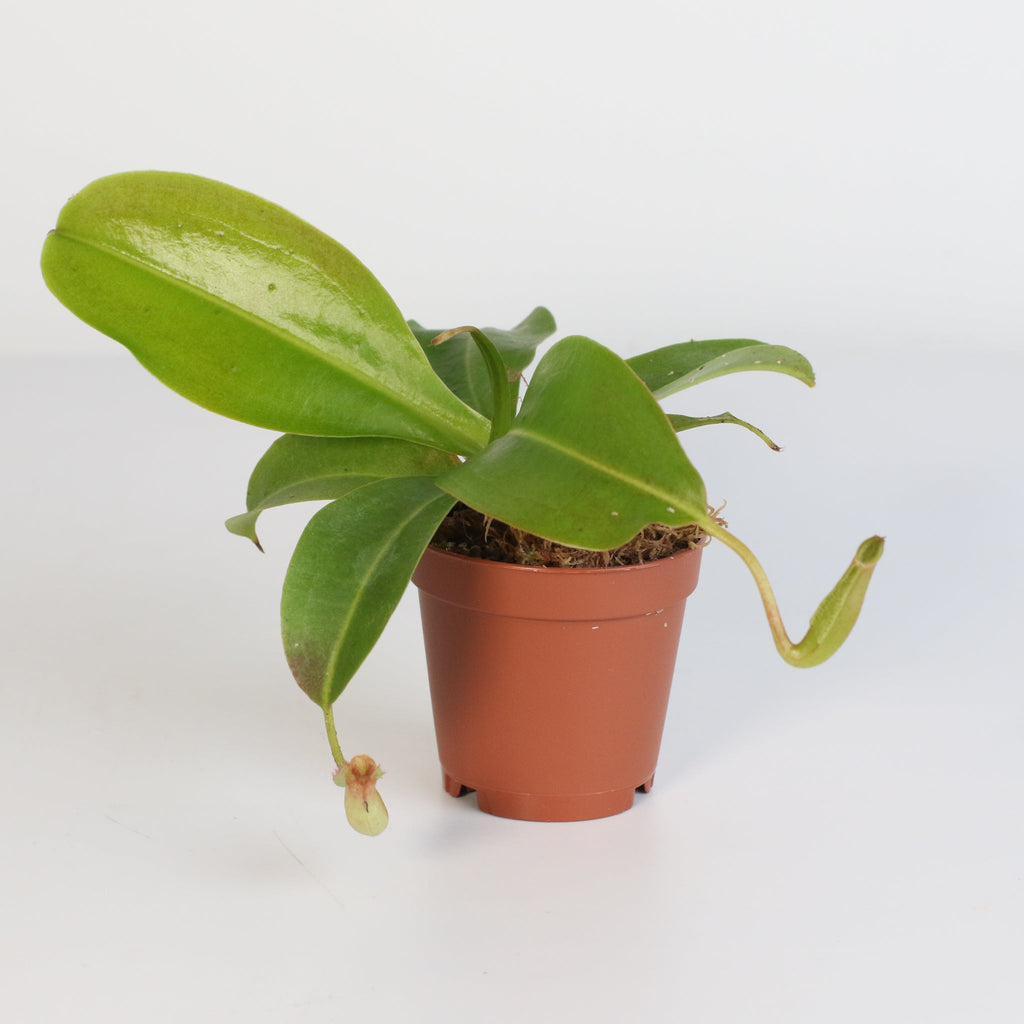 Miranda Pitcher Plant (Nepenthes Miranda) - Cheeky Garden