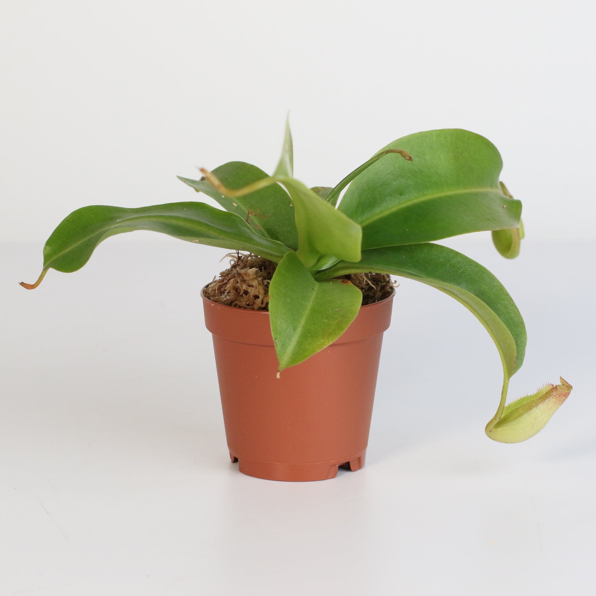 Miranda Pitcher Plant (Nepenthes Miranda) - Cheeky Garden