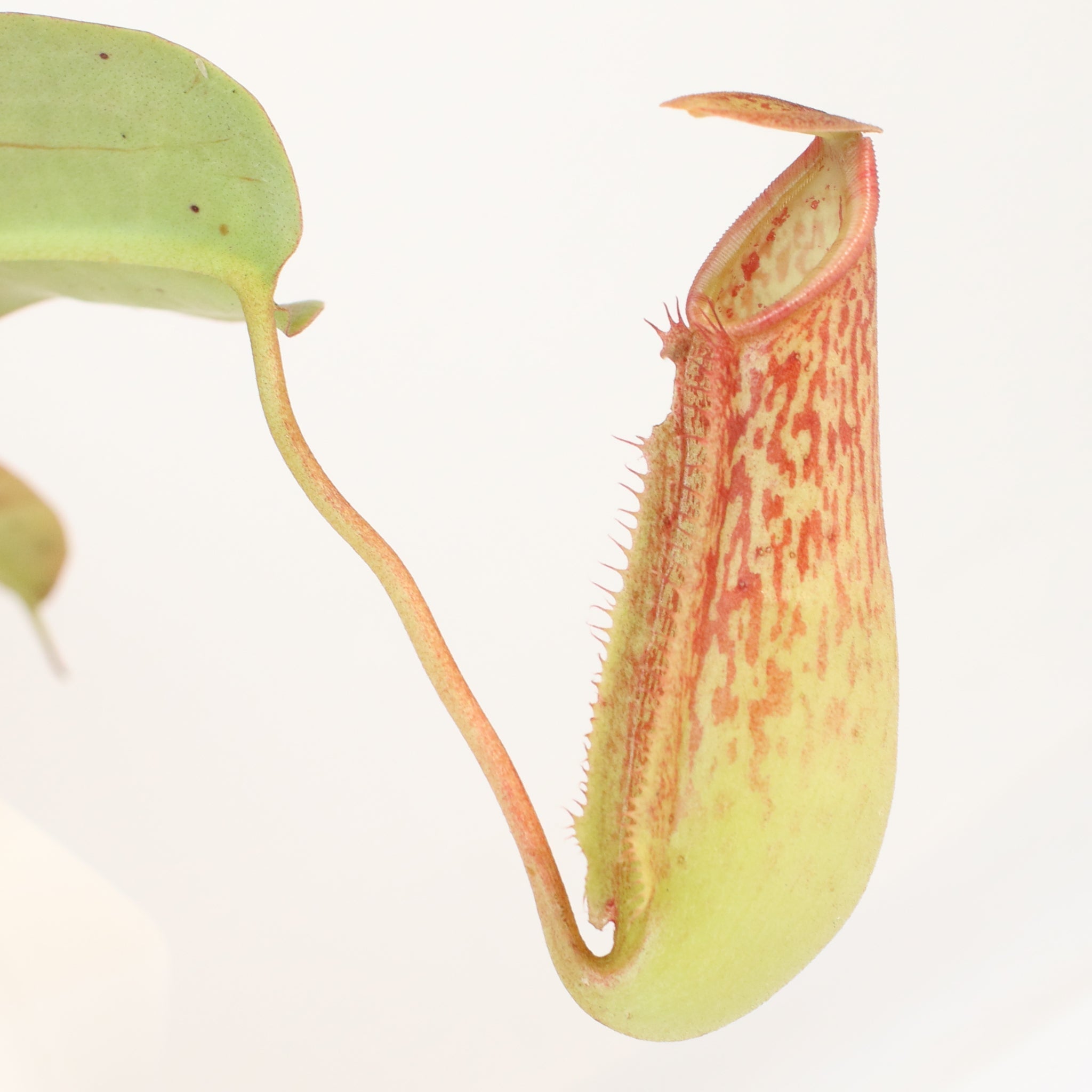 Miranda Pitcher Plant (Nepenthes Miranda) - Cheeky Garden