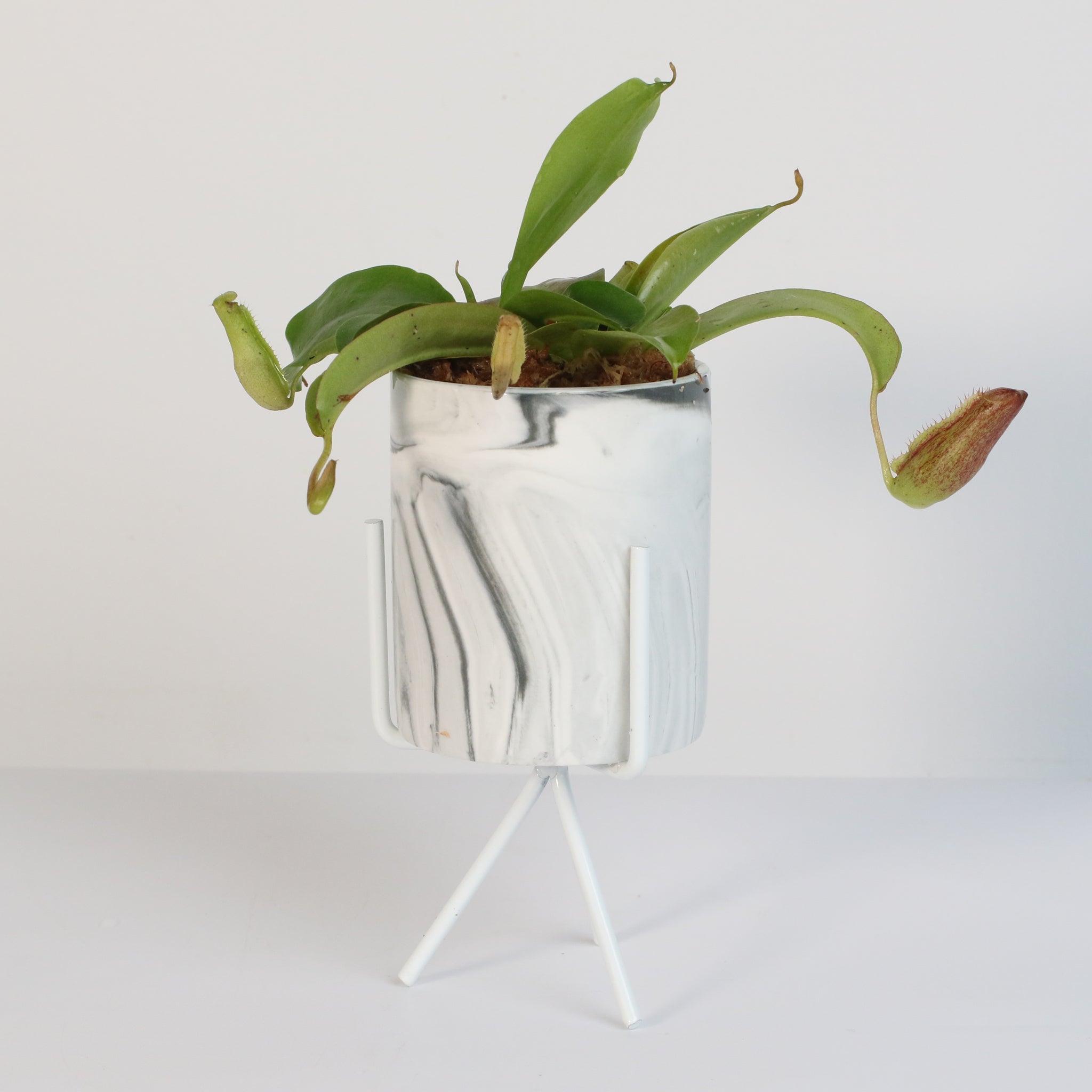 Miranda Pitcher Plant (Nepenthes Miranda) - Cheeky Garden