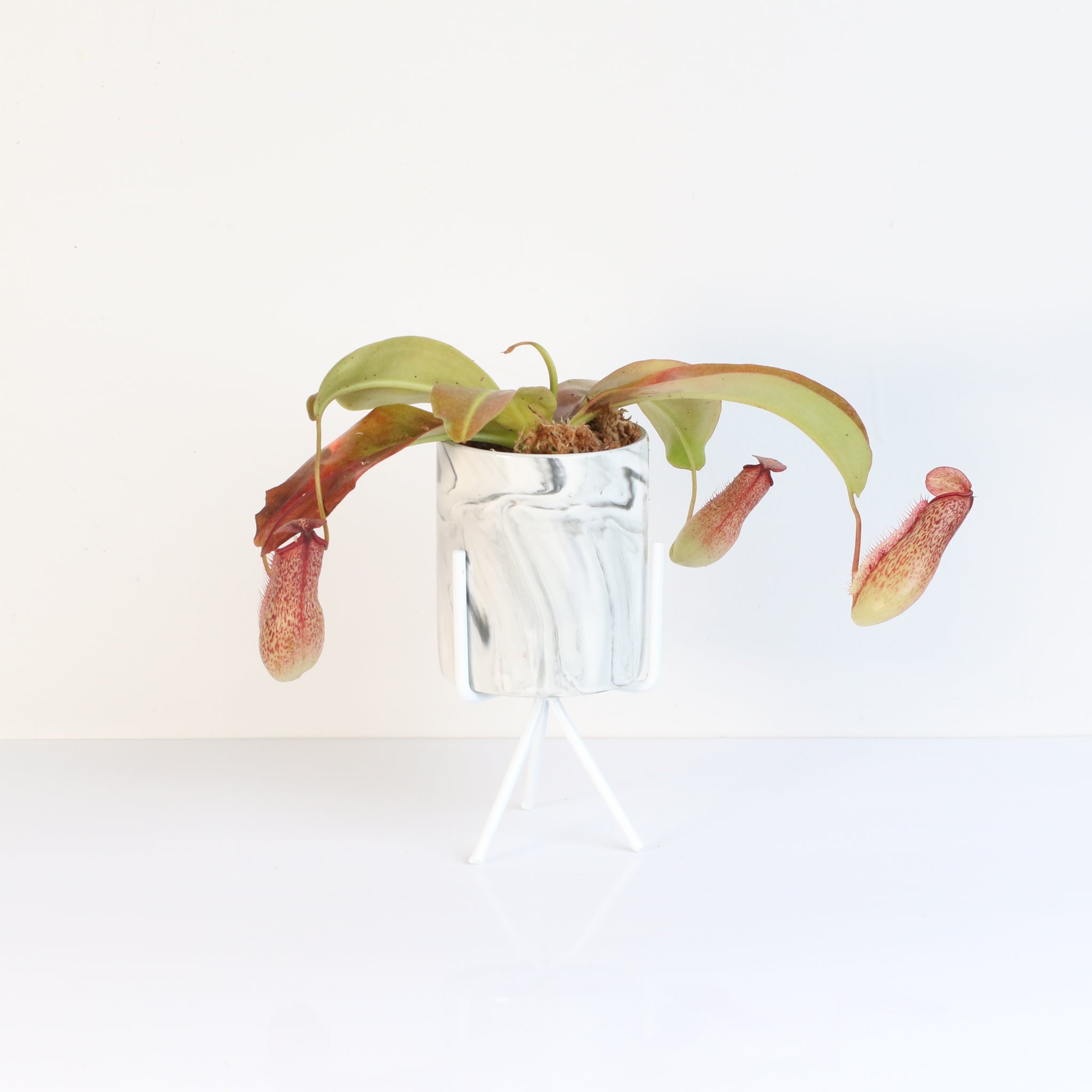 Miranda Pitcher Plant (Nepenthes Miranda) - Cheeky Garden