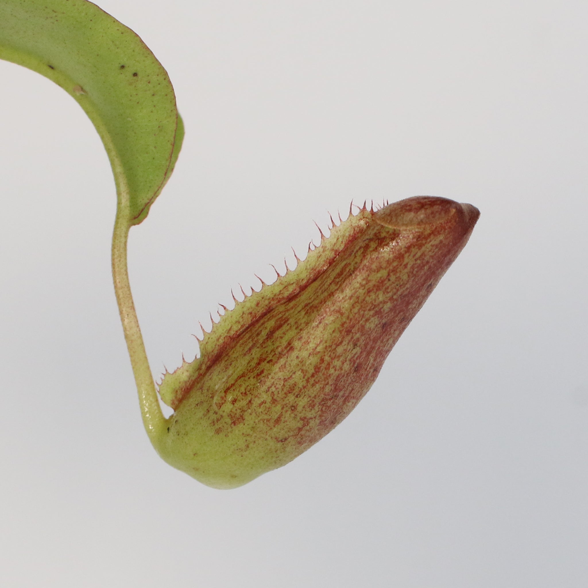 Miranda Pitcher Plant (Nepenthes Miranda) - Cheeky Garden