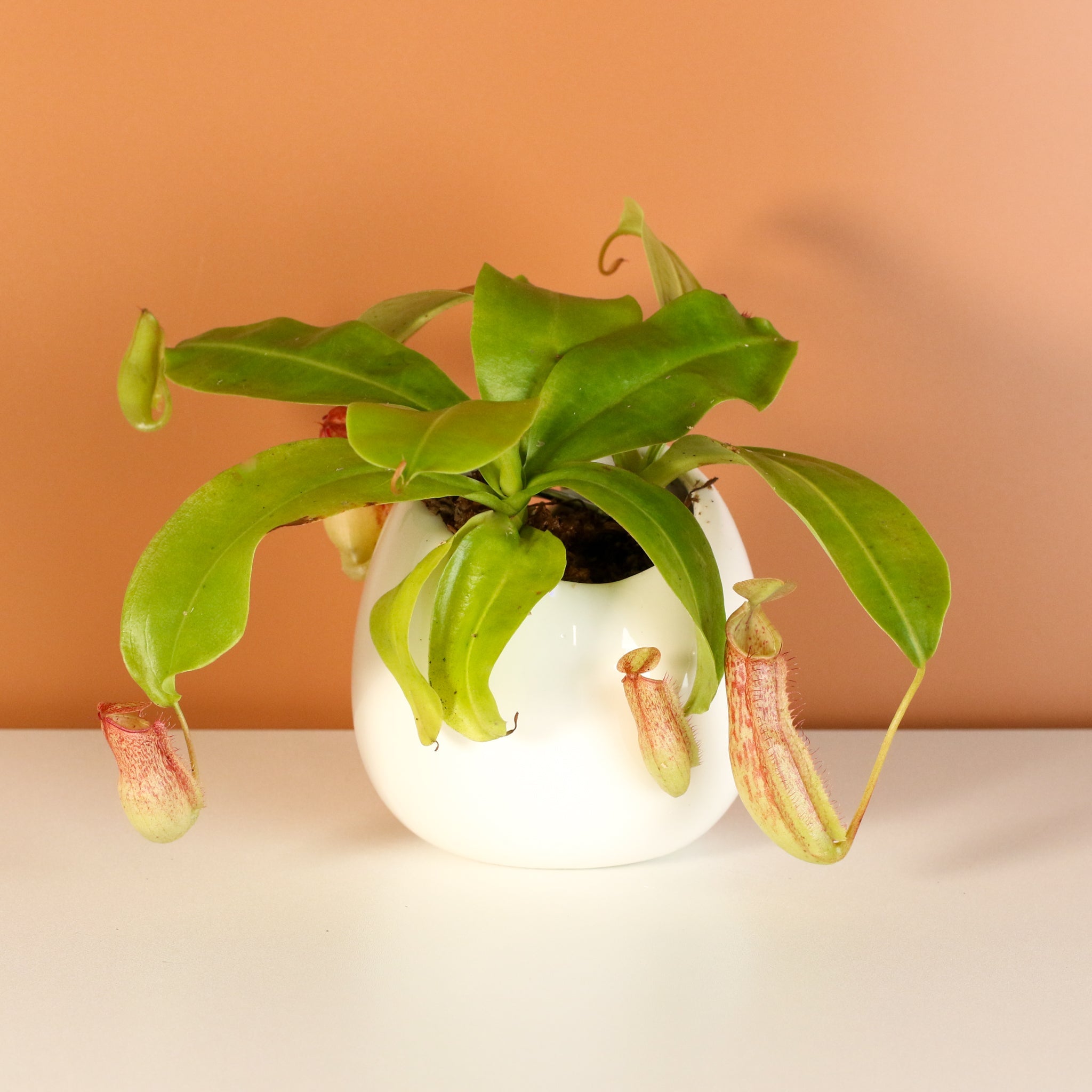 Miranda Pitcher Plant (Nepenthes Miranda) - Cheeky Garden