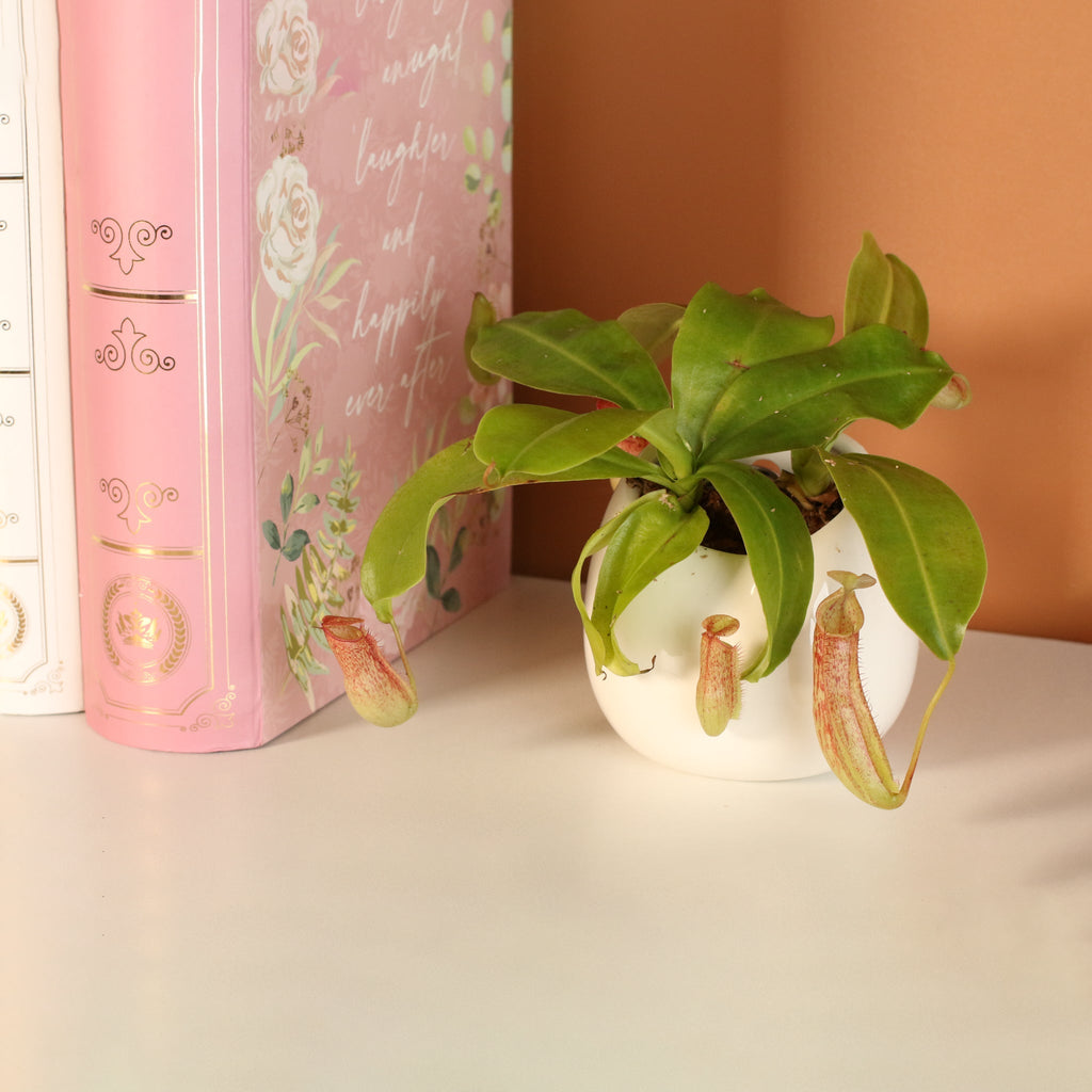 Miranda Pitcher Plant (Nepenthes Miranda) - Cheeky Garden