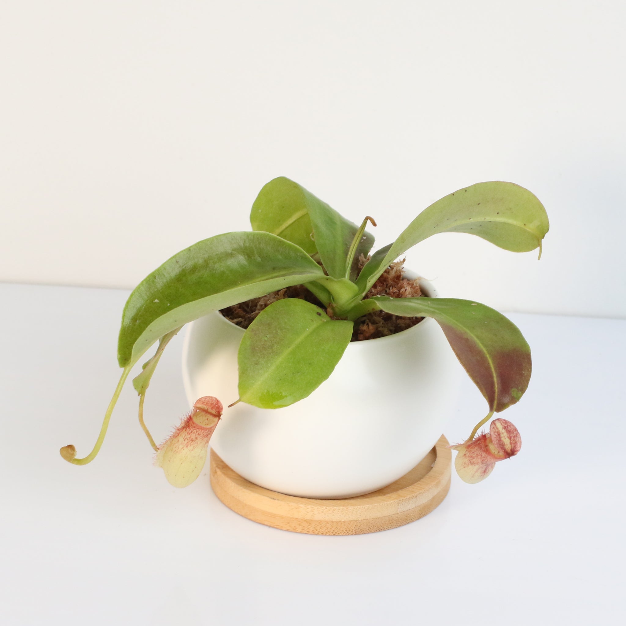 Miranda Pitcher Plant (Nepenthes Miranda) - Cheeky Garden