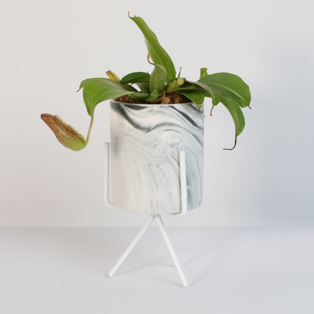 Miranda Pitcher Plant (Nepenthes Miranda) - Cheeky Garden