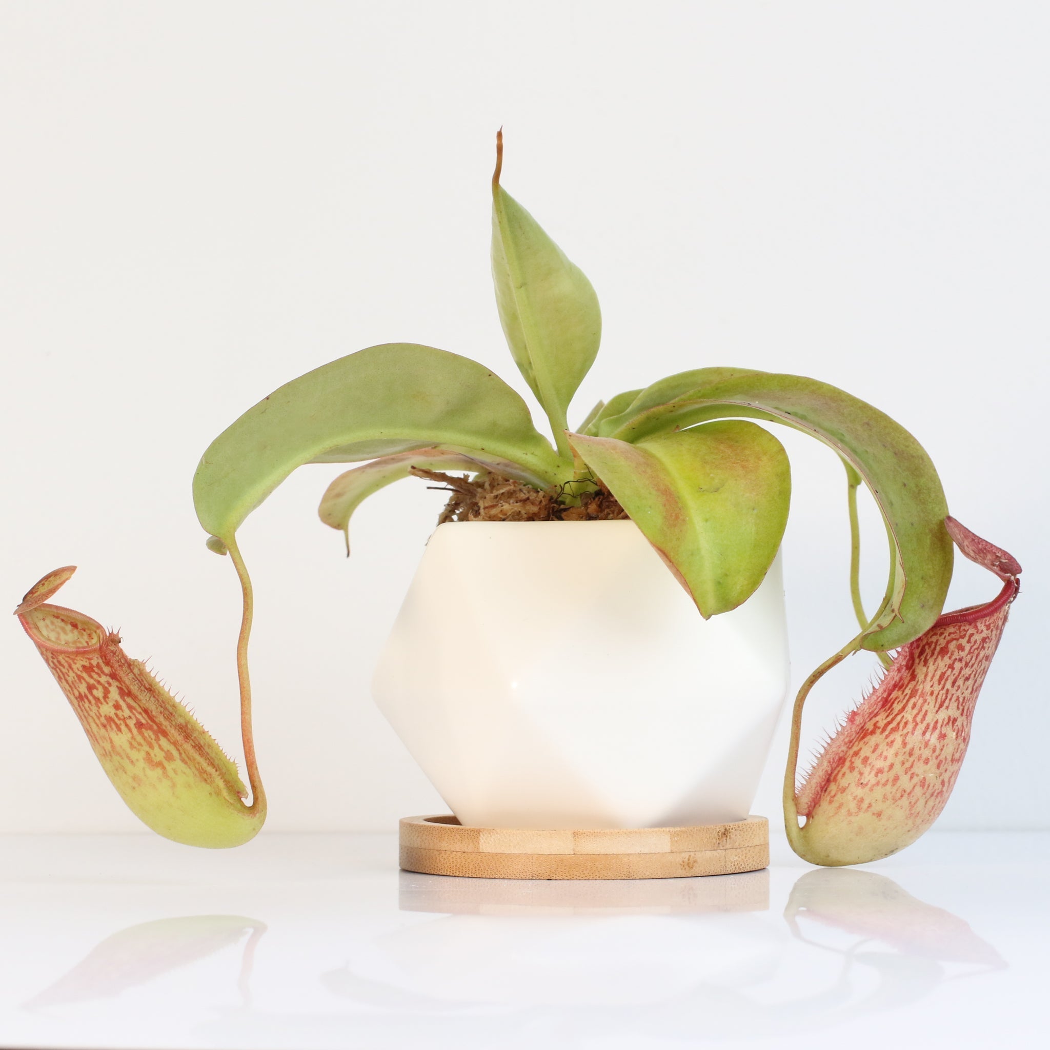Miranda Pitcher Plant (Nepenthes Miranda) - Cheeky Garden