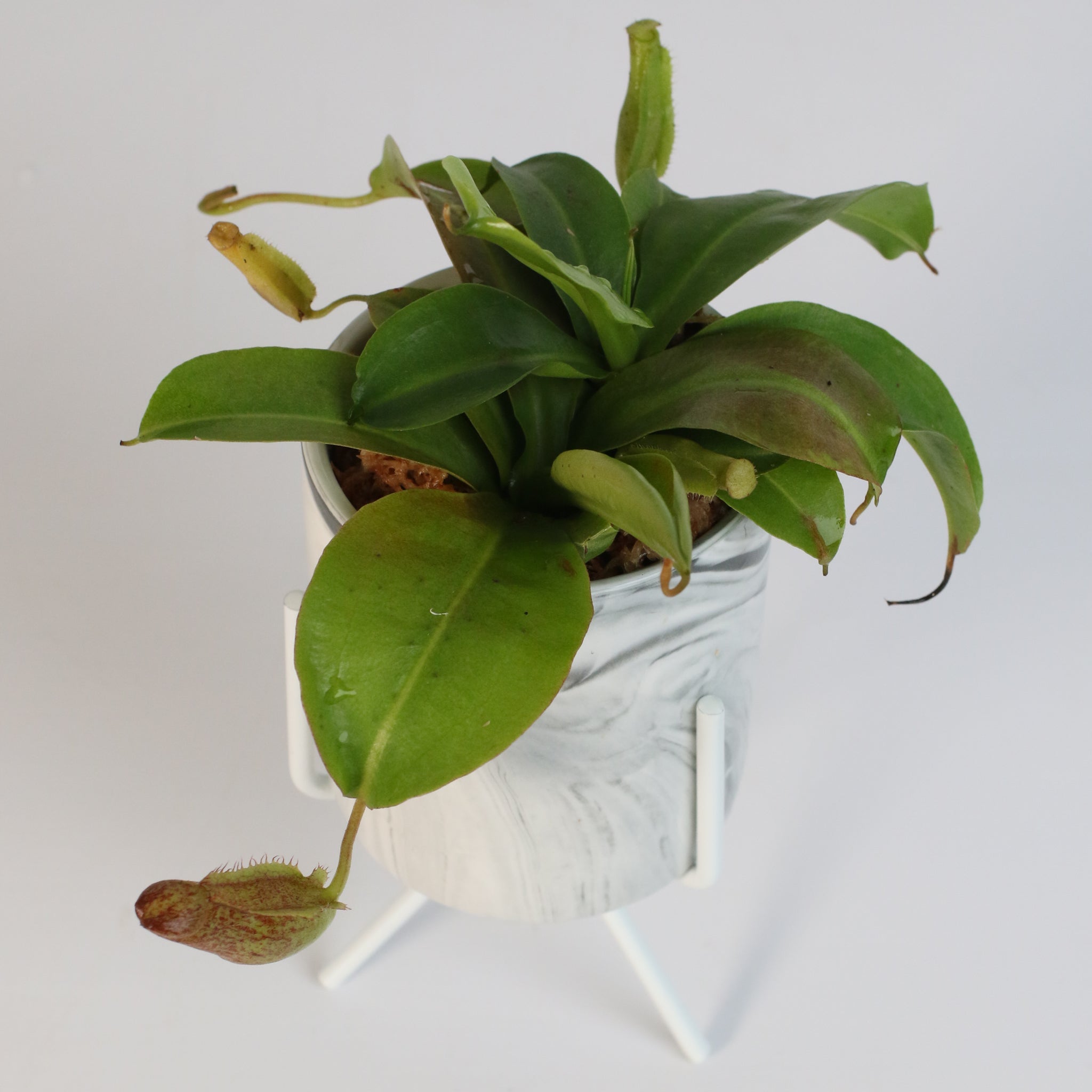 Miranda Pitcher Plant (Nepenthes Miranda) - Cheeky Garden