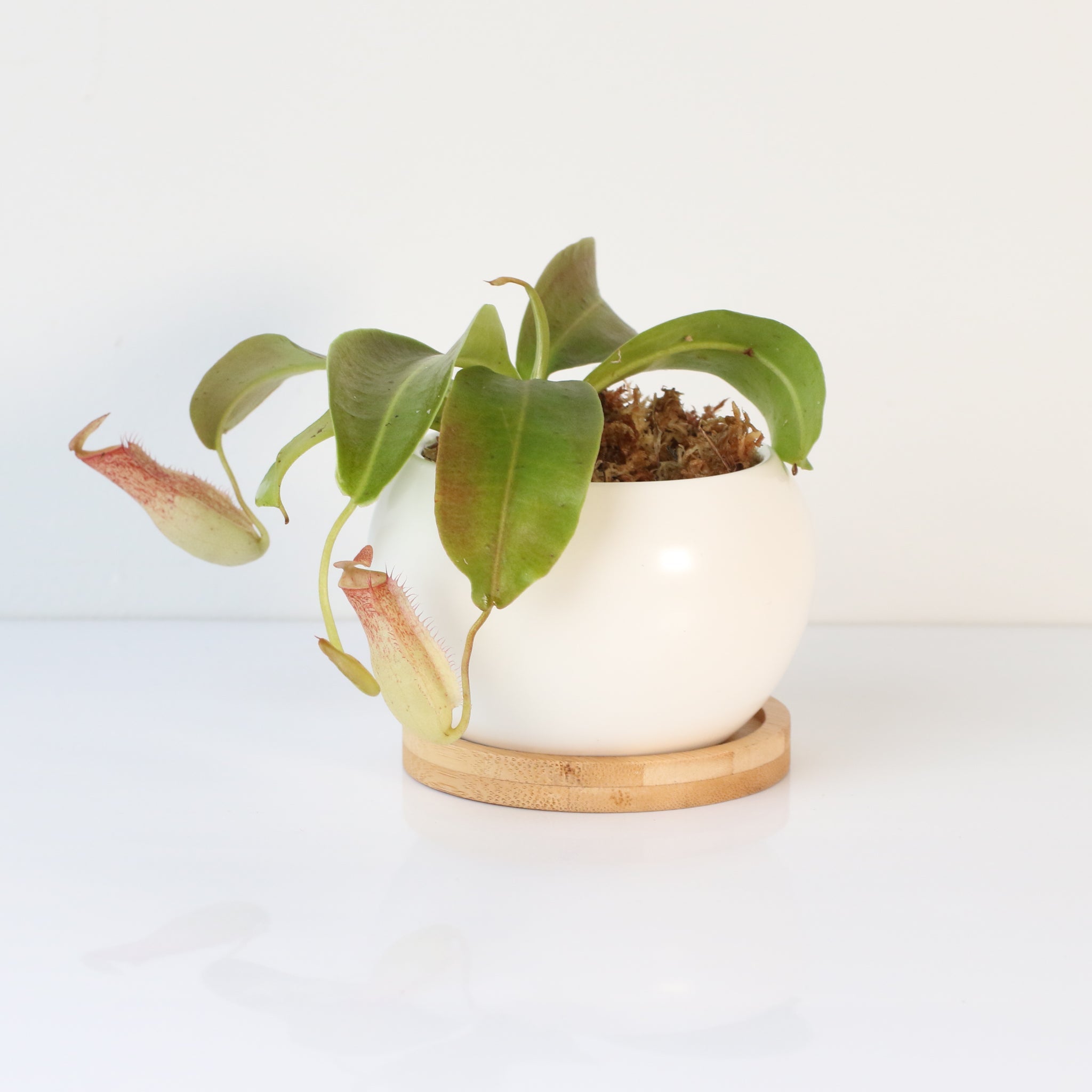 Miranda Pitcher Plant (Nepenthes Miranda) - Cheeky Garden