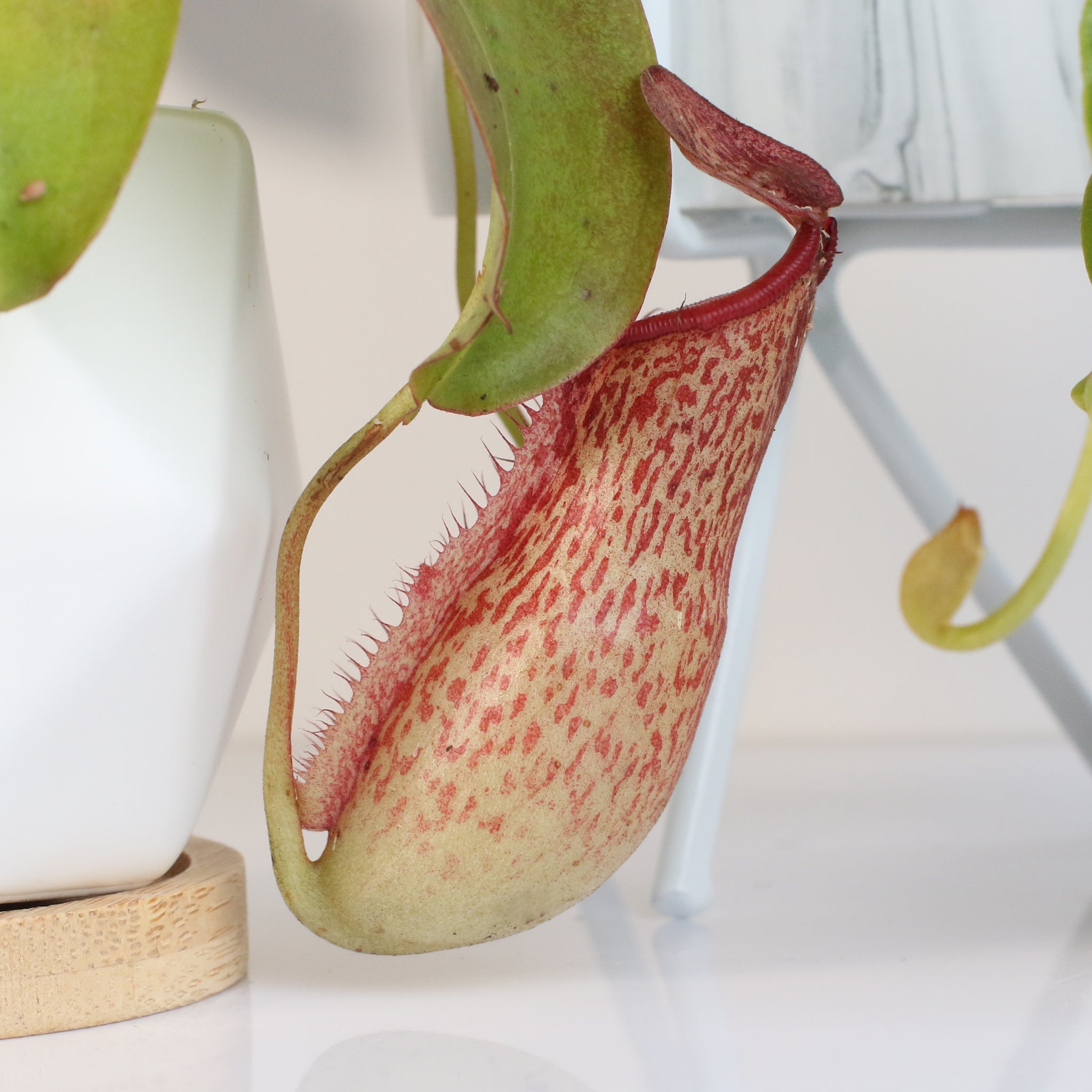 Miranda Pitcher Plant (Nepenthes Miranda) - Cheeky Garden