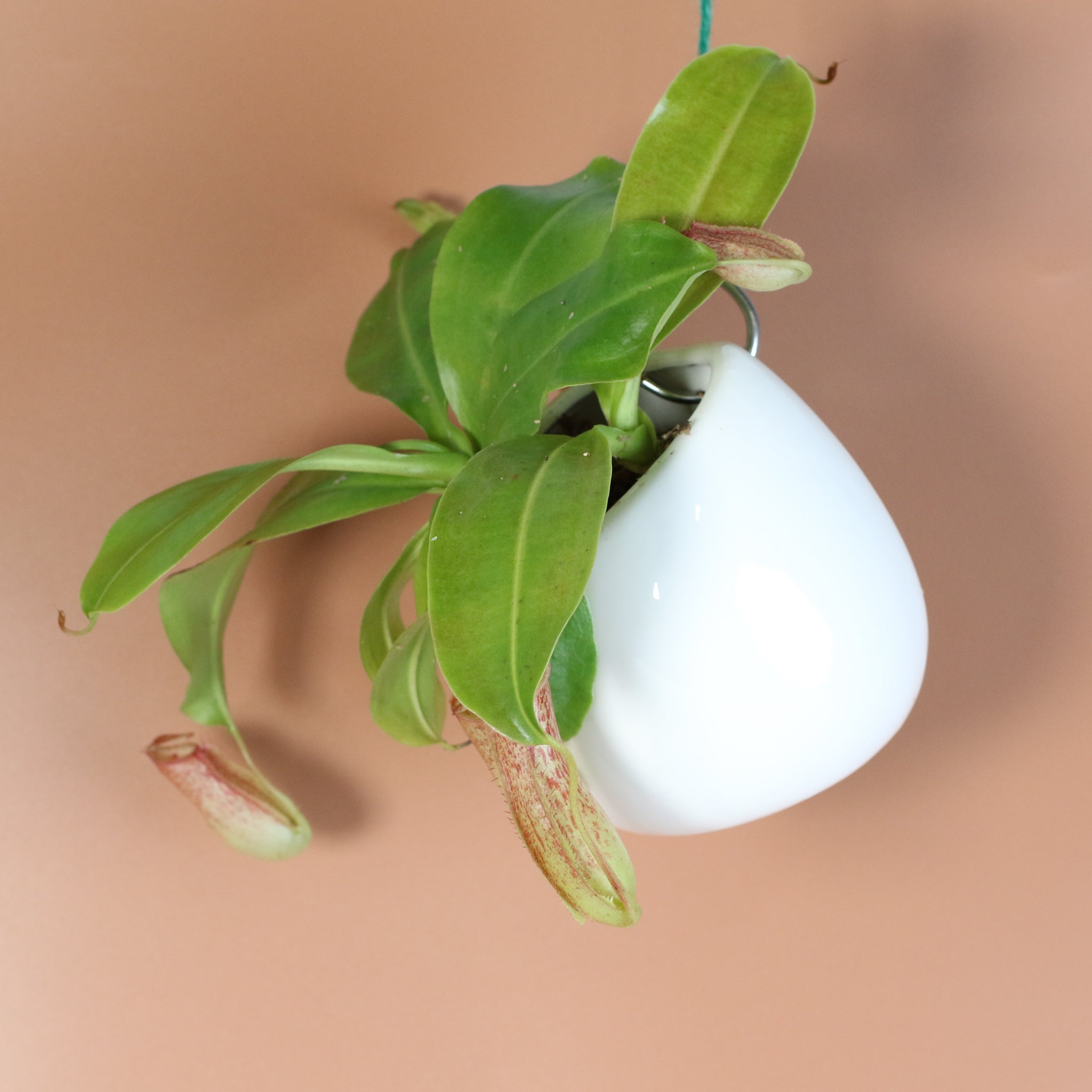 Miranda Pitcher Plant (Nepenthes Miranda) - Cheeky Garden