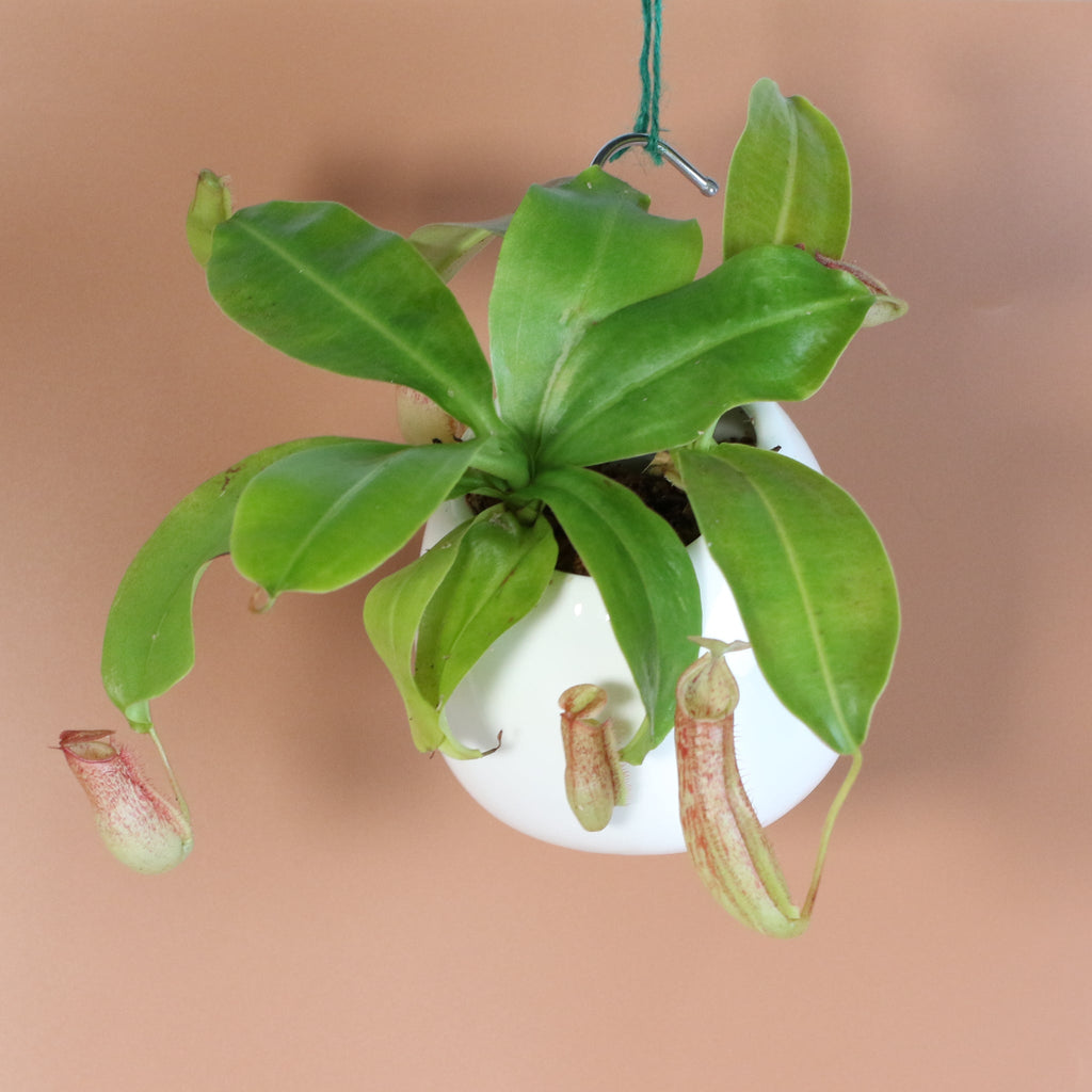 Miranda Pitcher Plant (Nepenthes Miranda) - Cheeky Garden