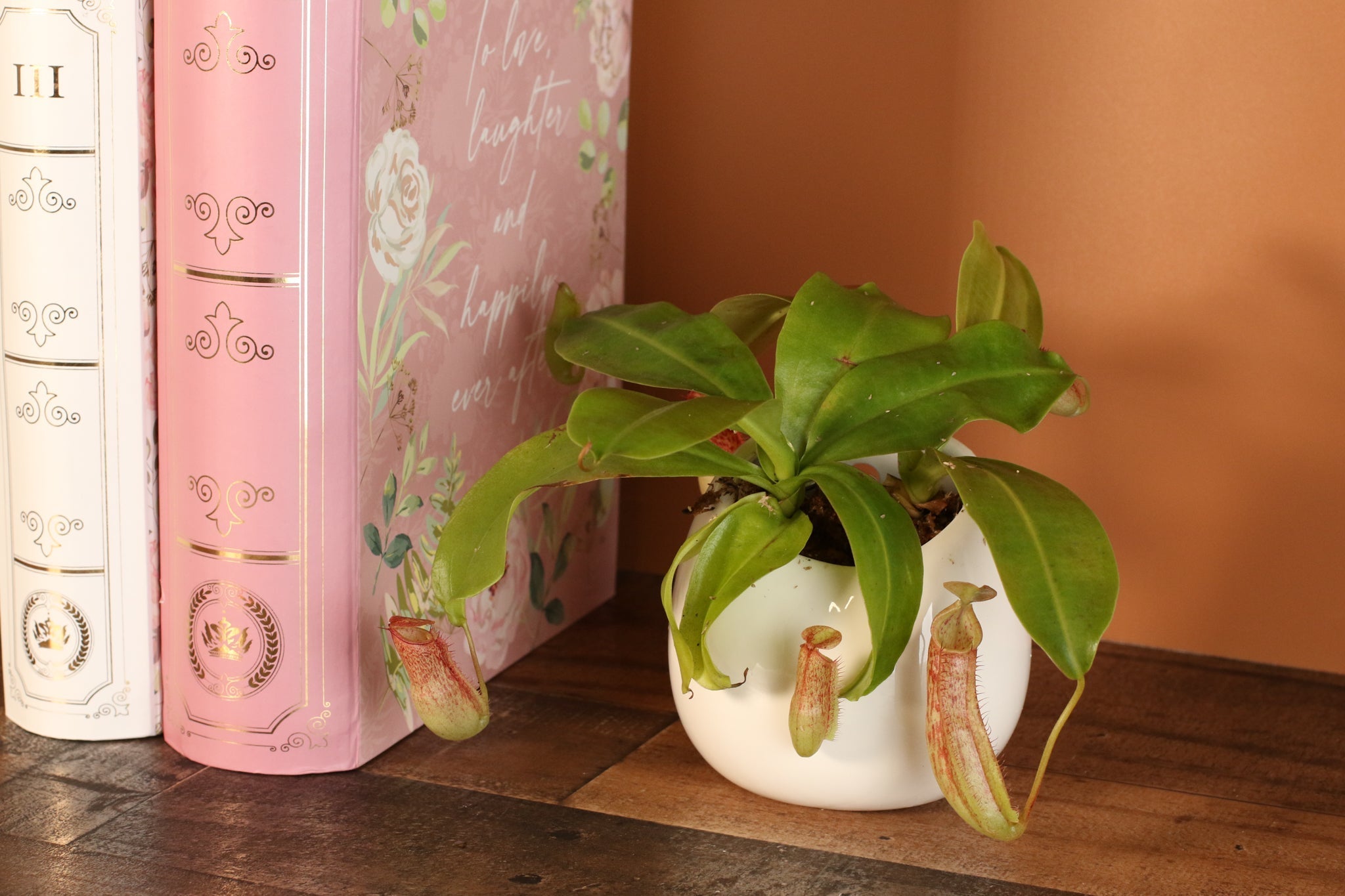 Miranda Pitcher Plant (Nepenthes Miranda) - Cheeky Garden