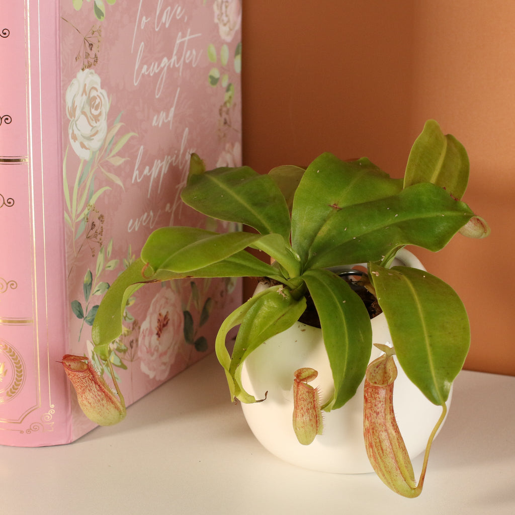 Miranda Pitcher Plant (Nepenthes Miranda) - Cheeky Garden