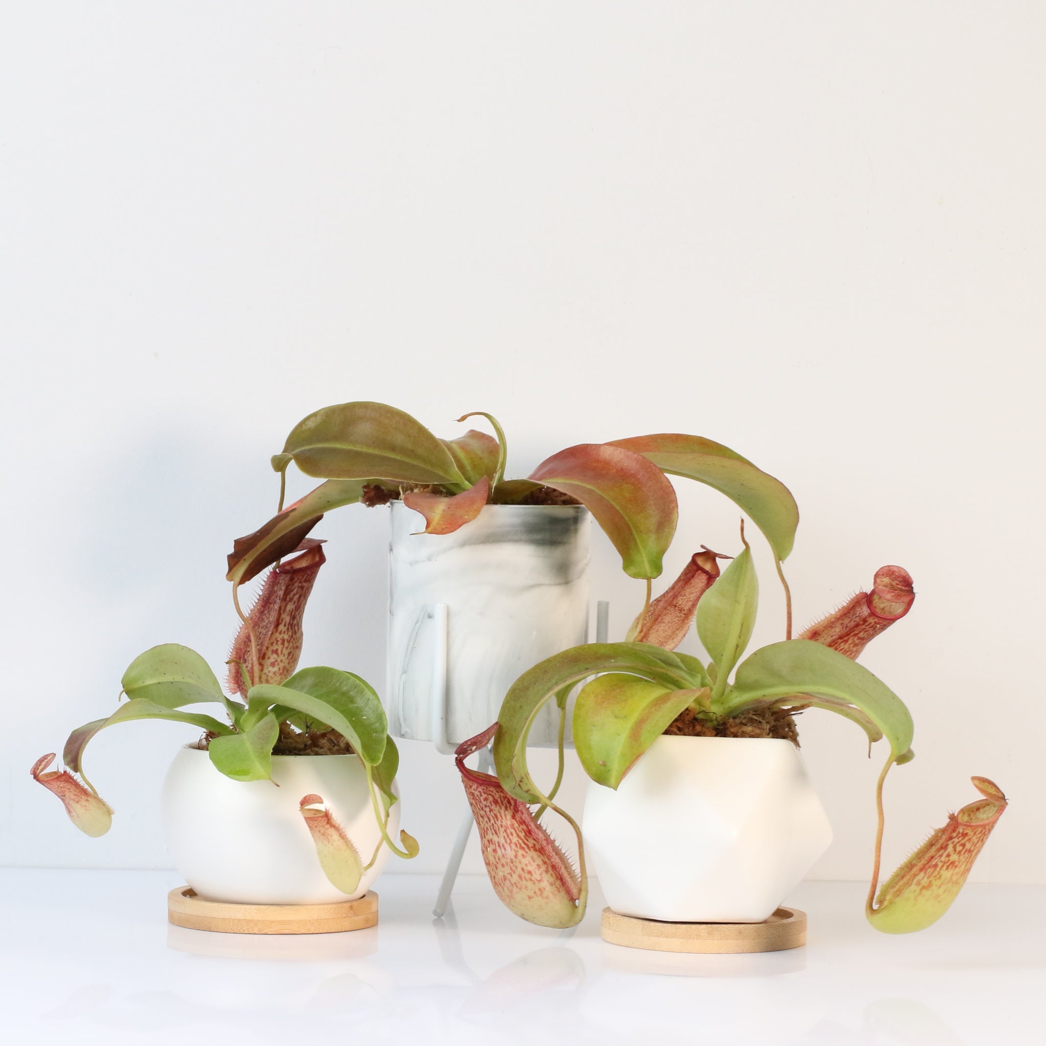 Miranda Pitcher Plant (Nepenthes Miranda) - Cheeky Garden