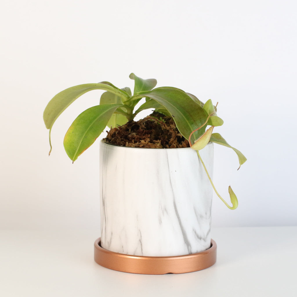 Miranda Pitcher Plant (Nepenthes Miranda) - Cheeky Garden