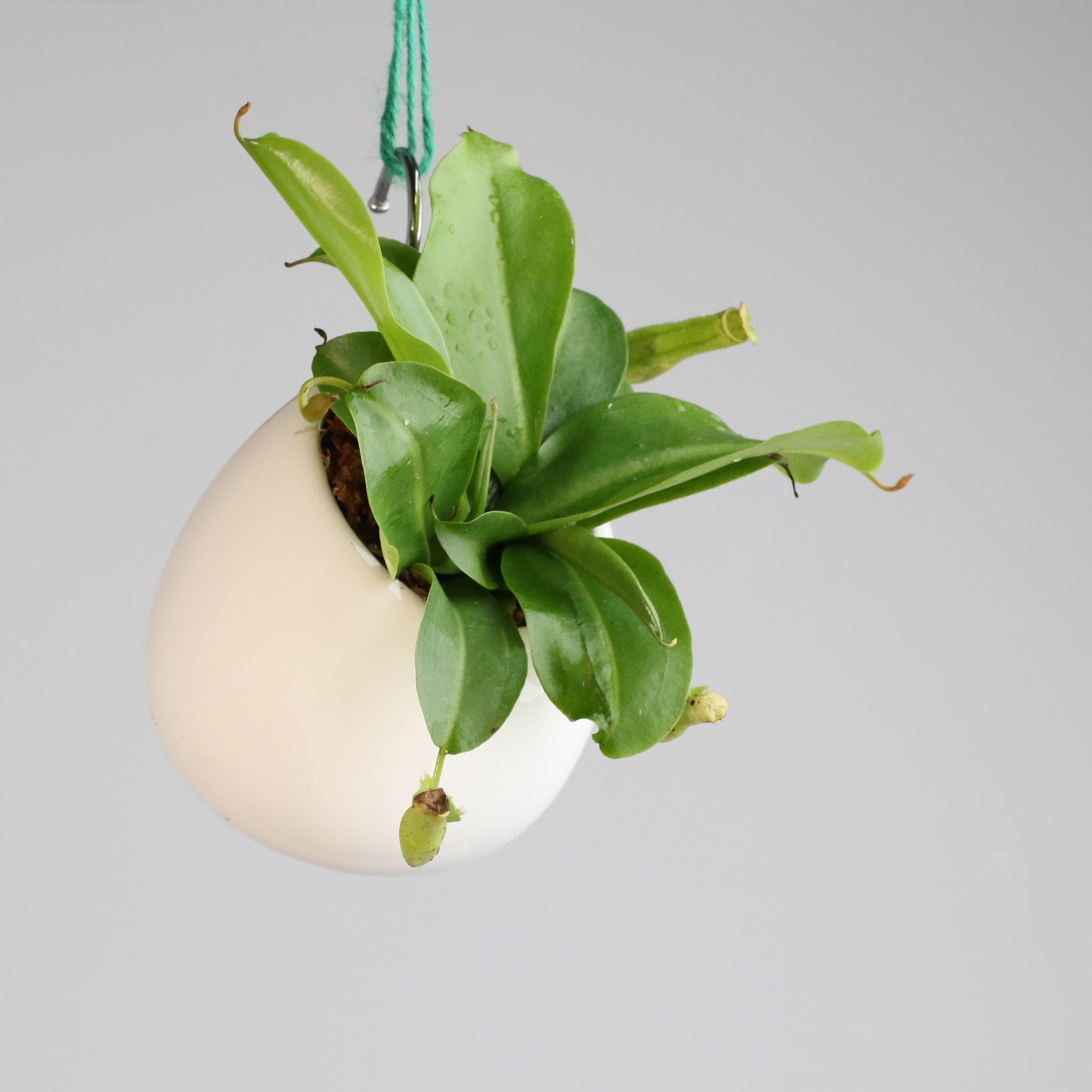 Miranda Pitcher Plant (Nepenthes Miranda) - Cheeky Garden
