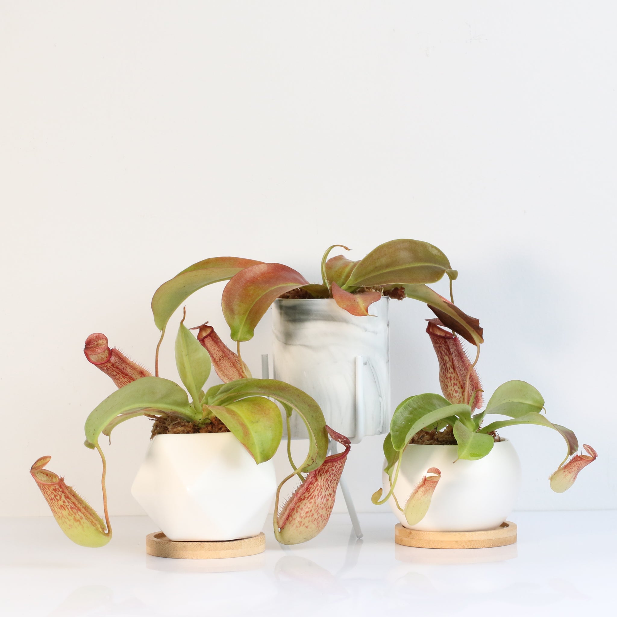 Miranda Pitcher Plant (Nepenthes Miranda) - Cheeky Garden
