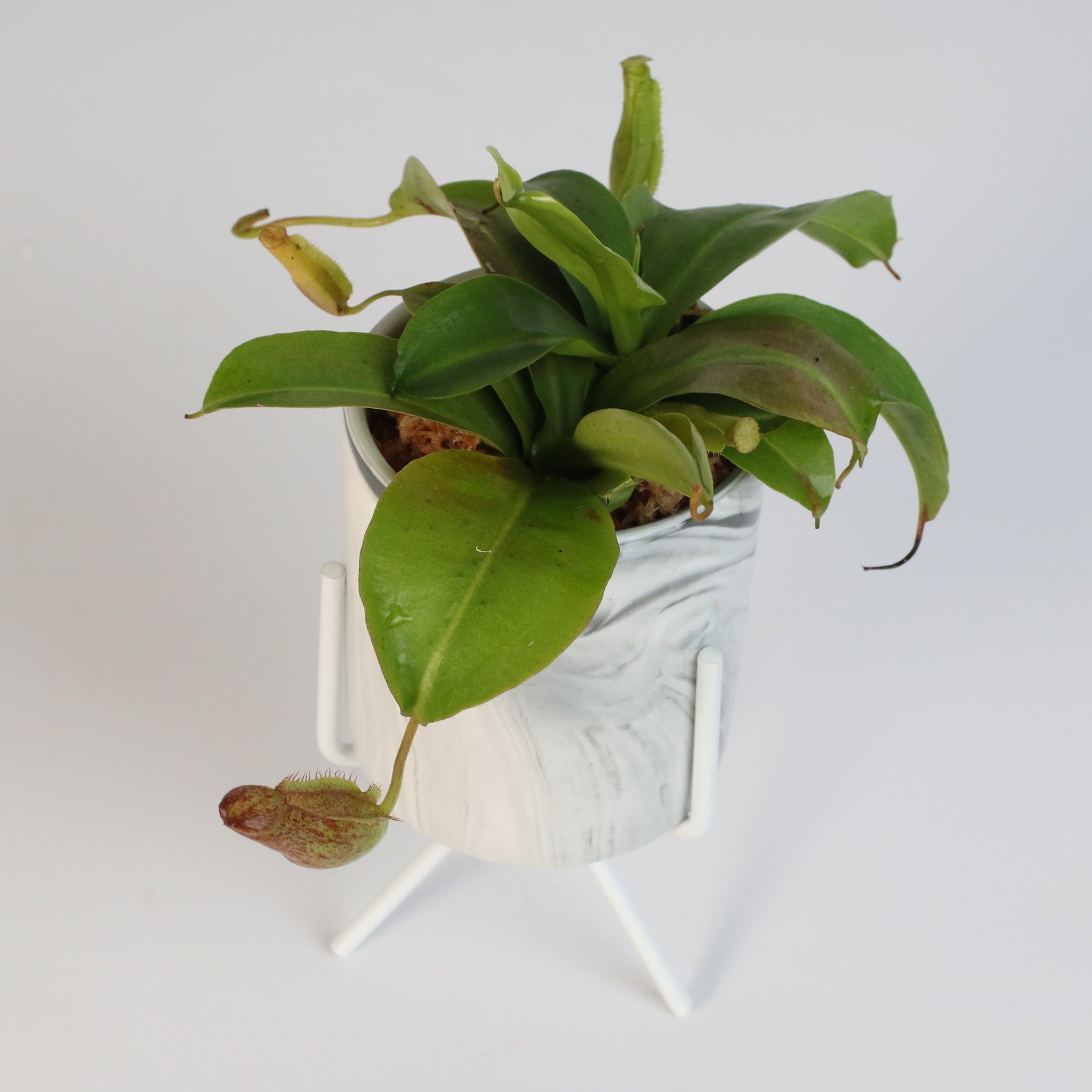Miranda Pitcher Plant (Nepenthes Miranda) - Cheeky Garden