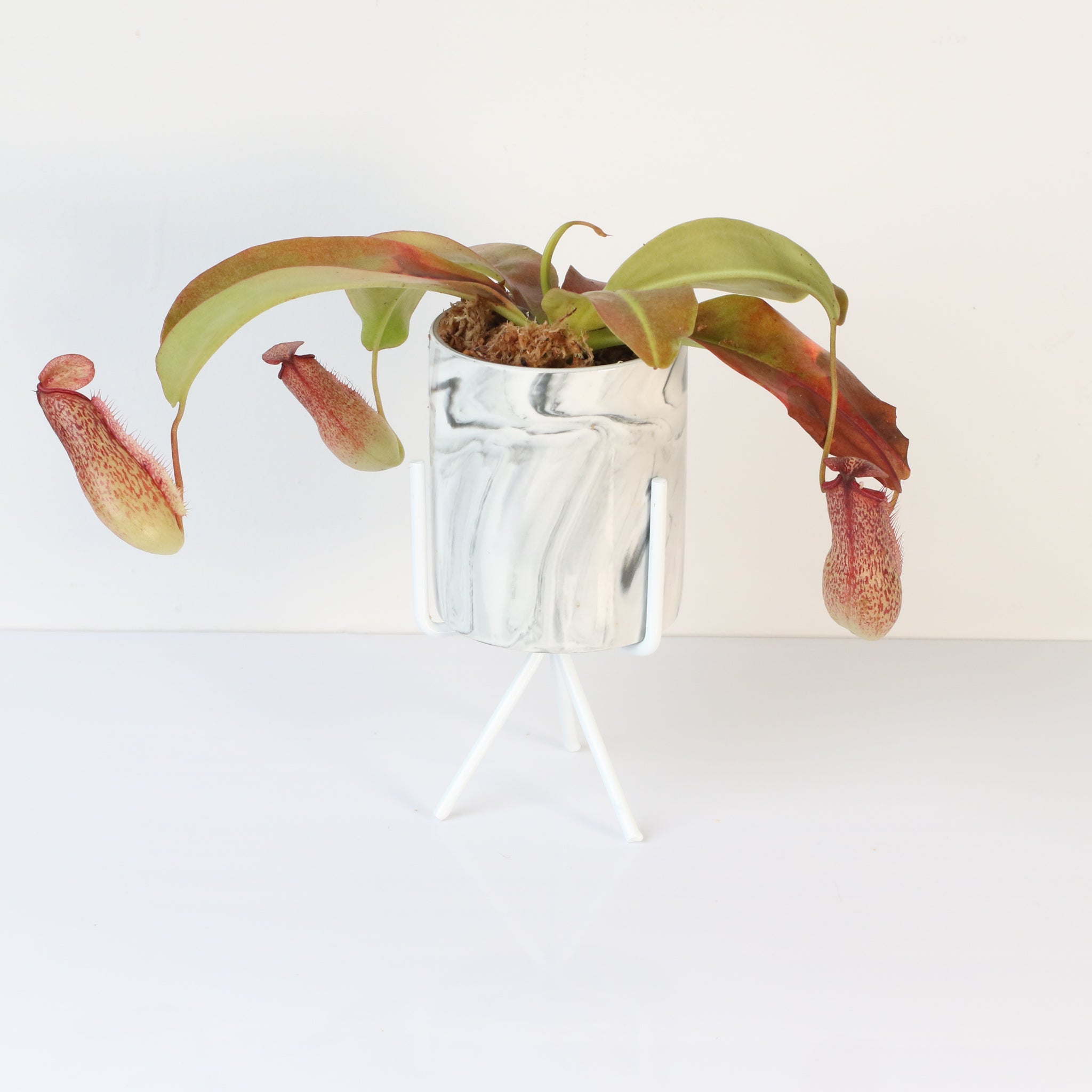 Miranda Pitcher Plant (Nepenthes Miranda) - Cheeky Garden