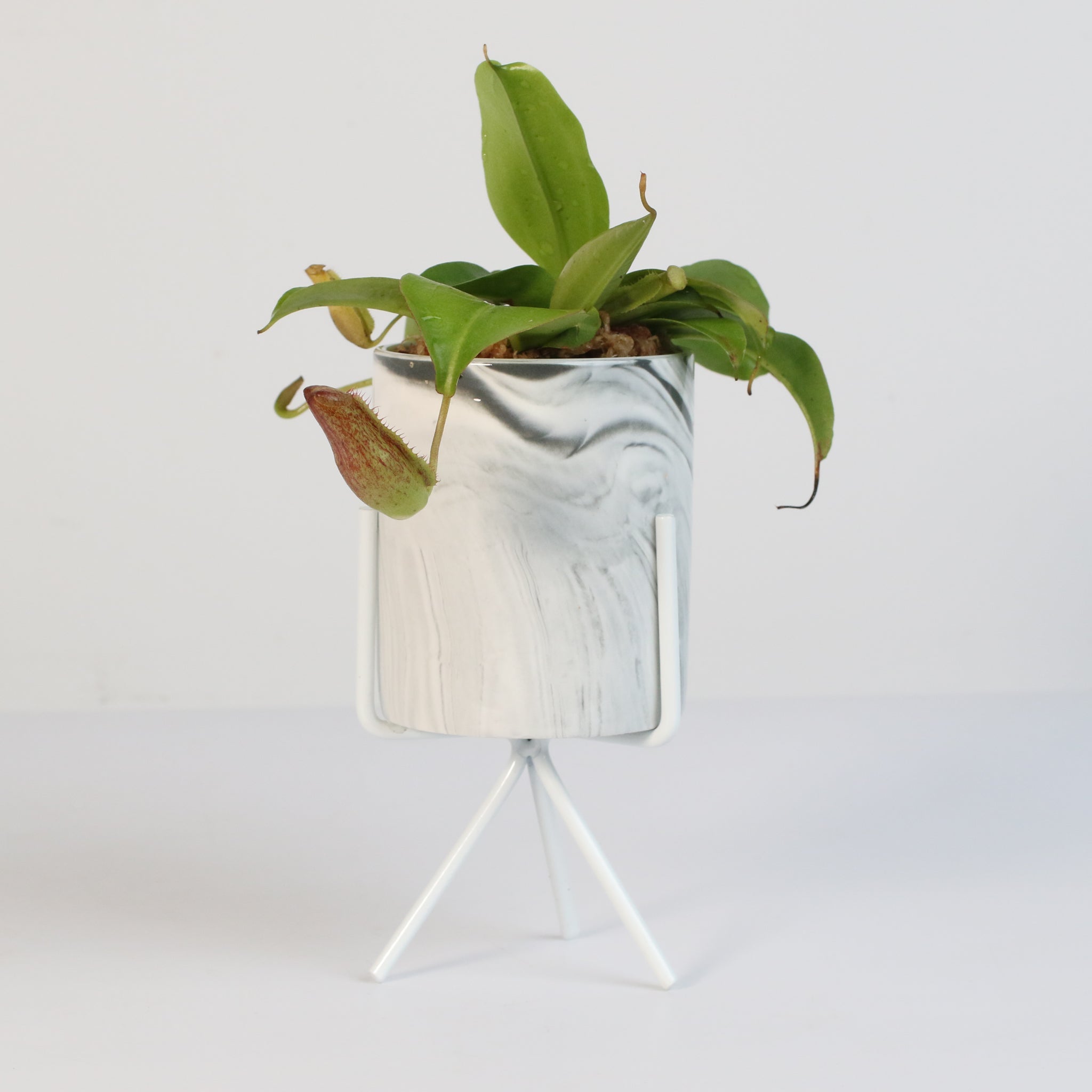 Miranda Pitcher Plant (Nepenthes Miranda) - Cheeky Garden