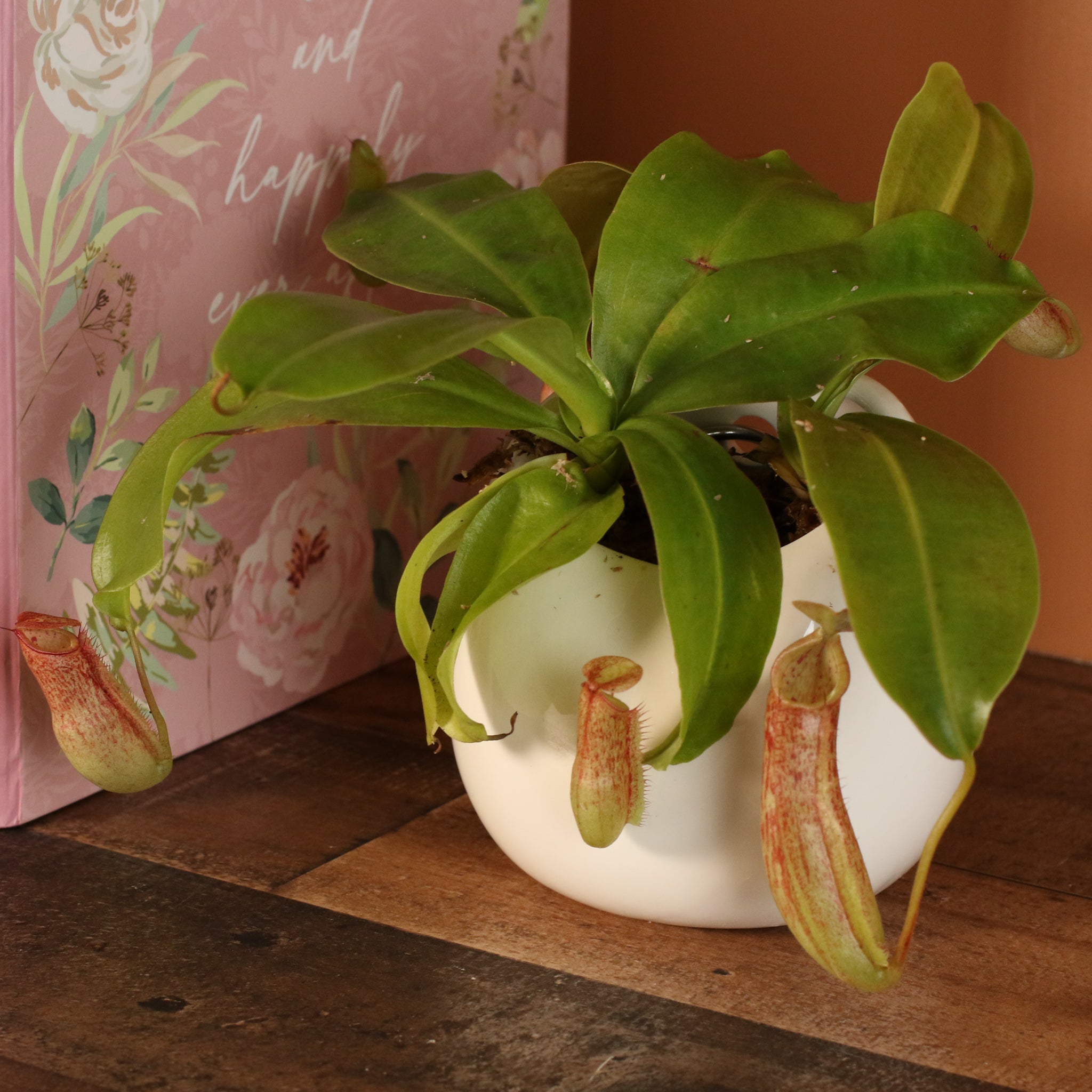 Miranda Pitcher Plant (Nepenthes Miranda) - Cheeky Garden