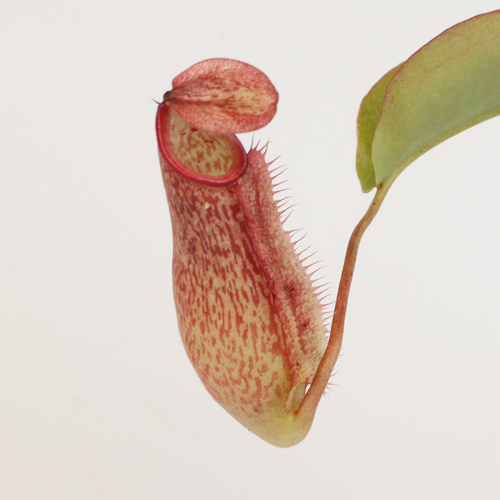 Miranda Pitcher Plant (Nepenthes Miranda) - Cheeky Garden