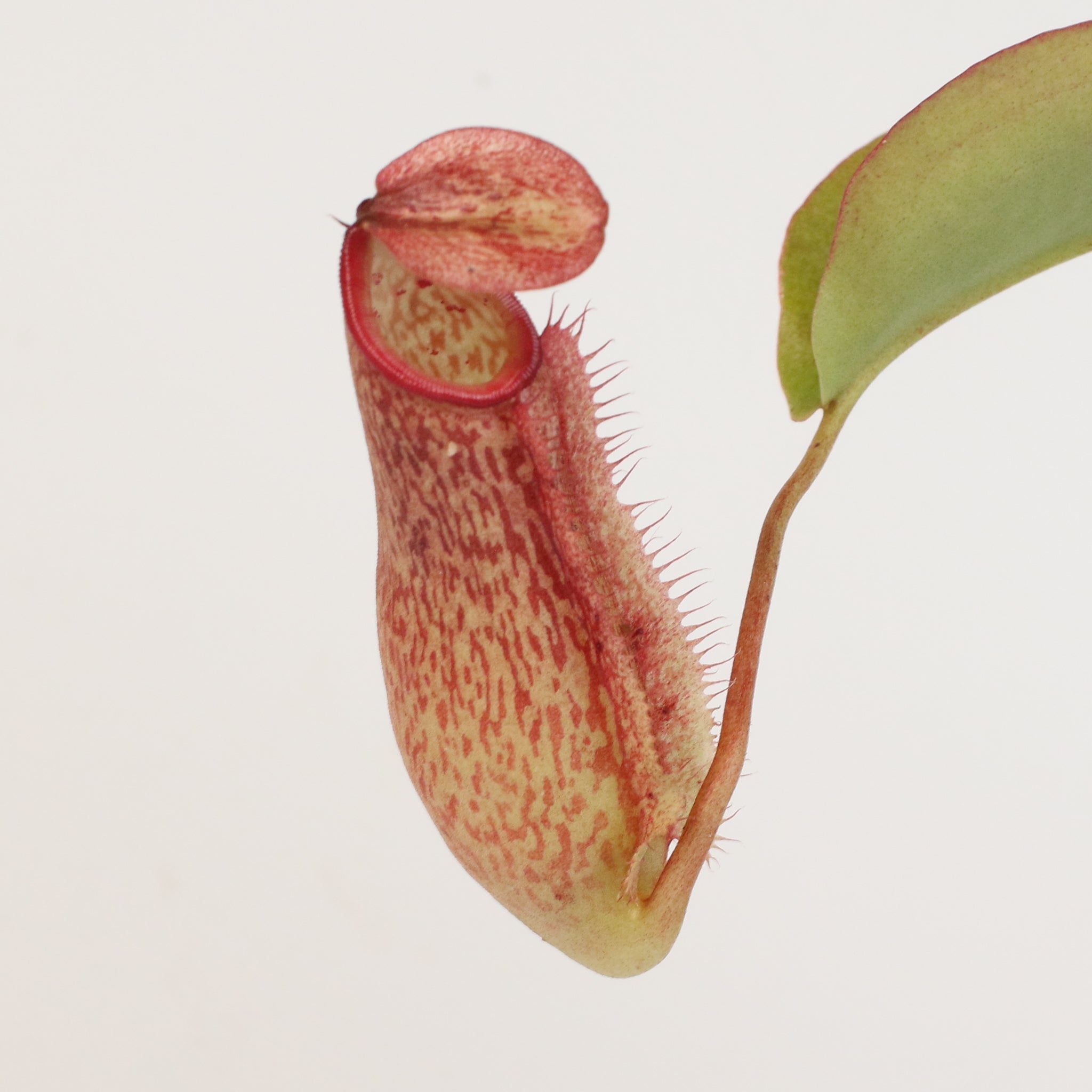 Miranda Pitcher Plant (Nepenthes Miranda) - Cheeky Garden