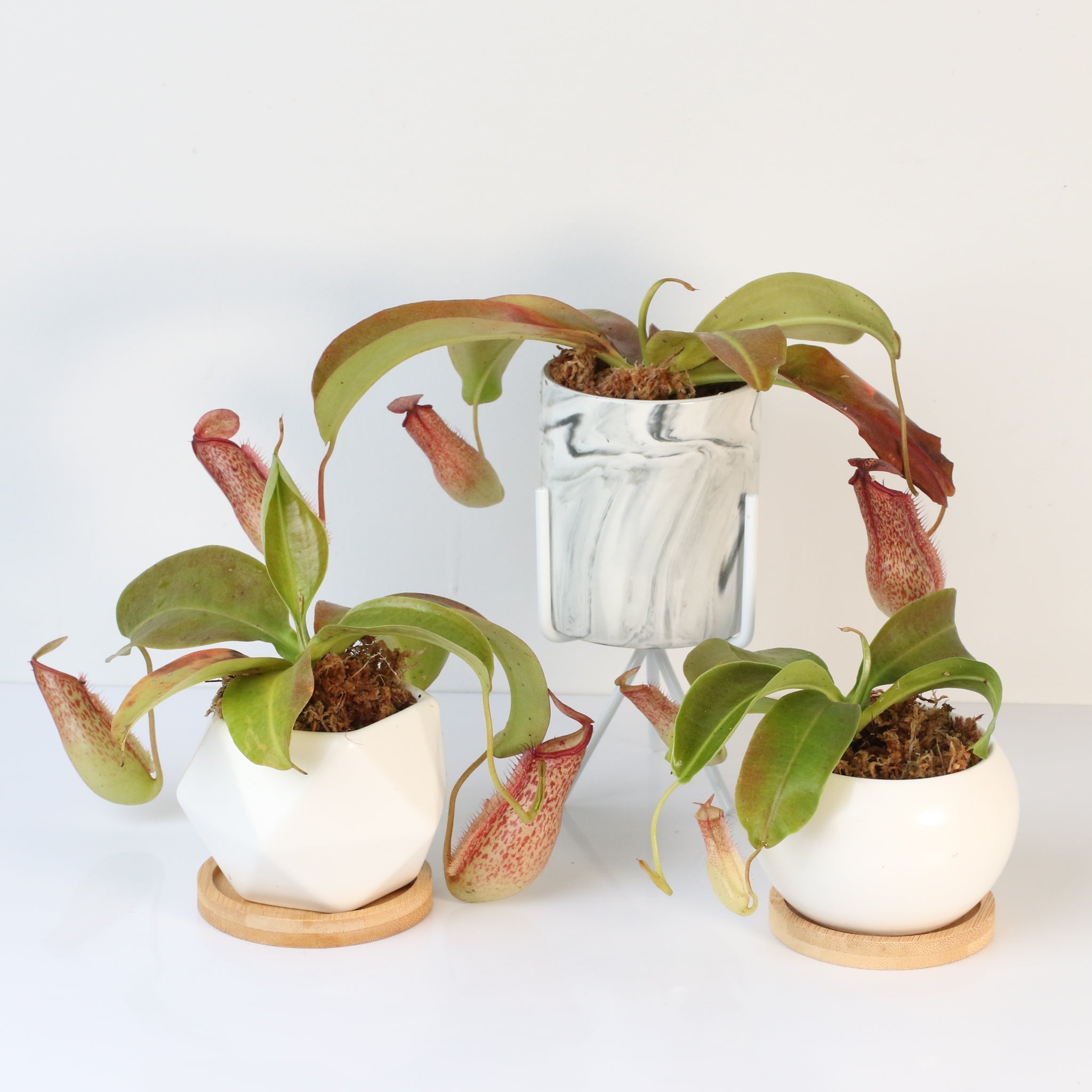 Miranda Pitcher Plant (Nepenthes Miranda) - Cheeky Garden