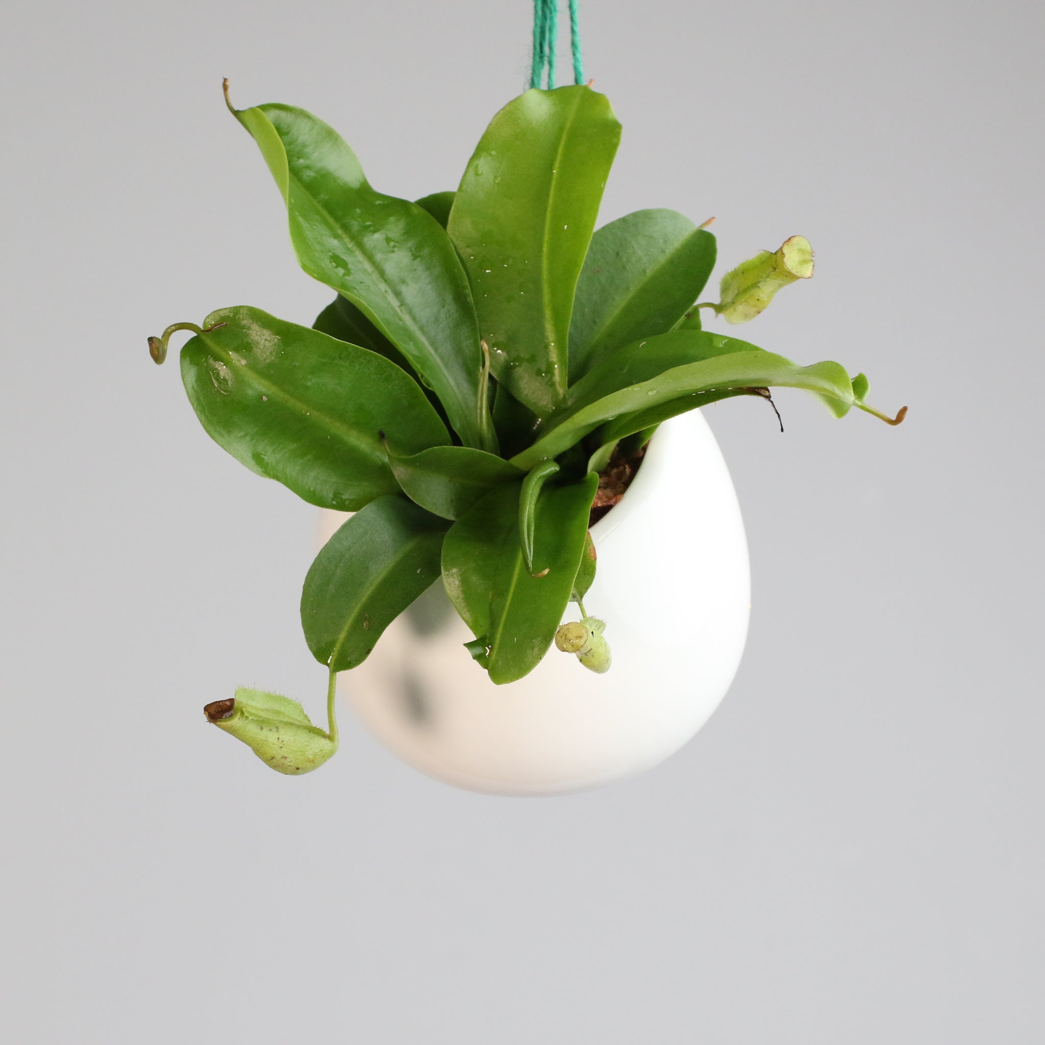 Miranda Pitcher Plant (Nepenthes Miranda) - Cheeky Garden