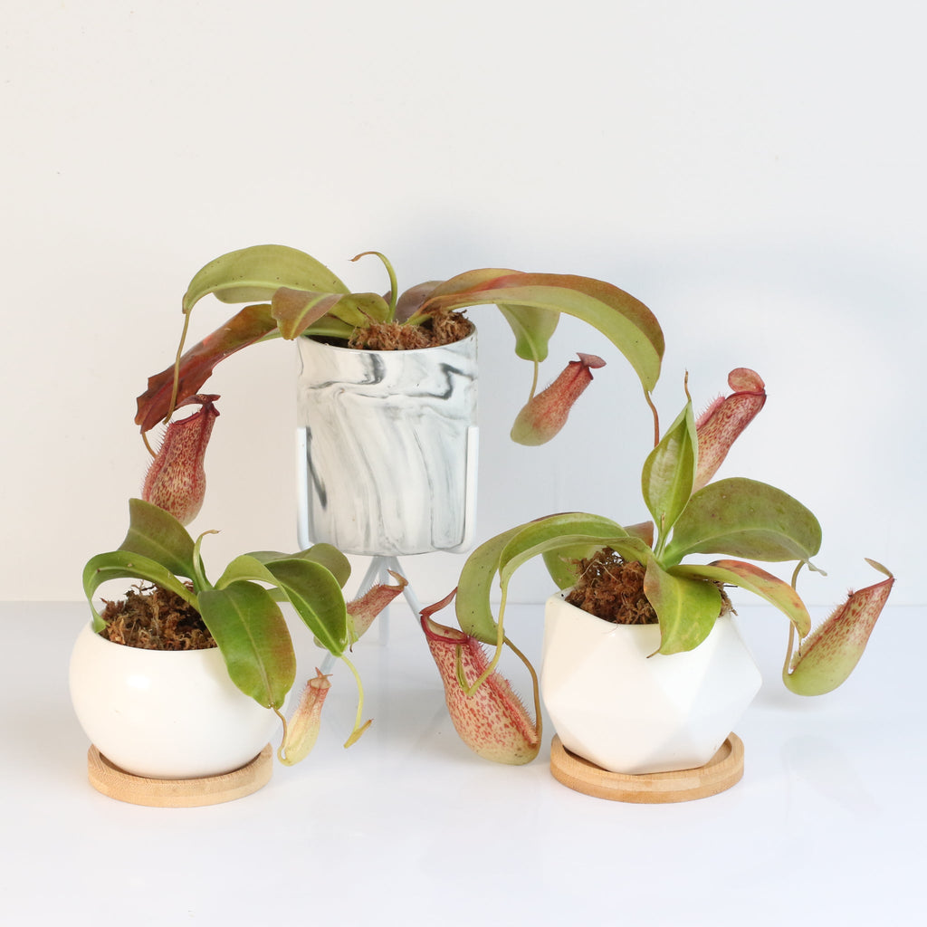 Miranda Pitcher Plant (Nepenthes Miranda) - Cheeky Garden