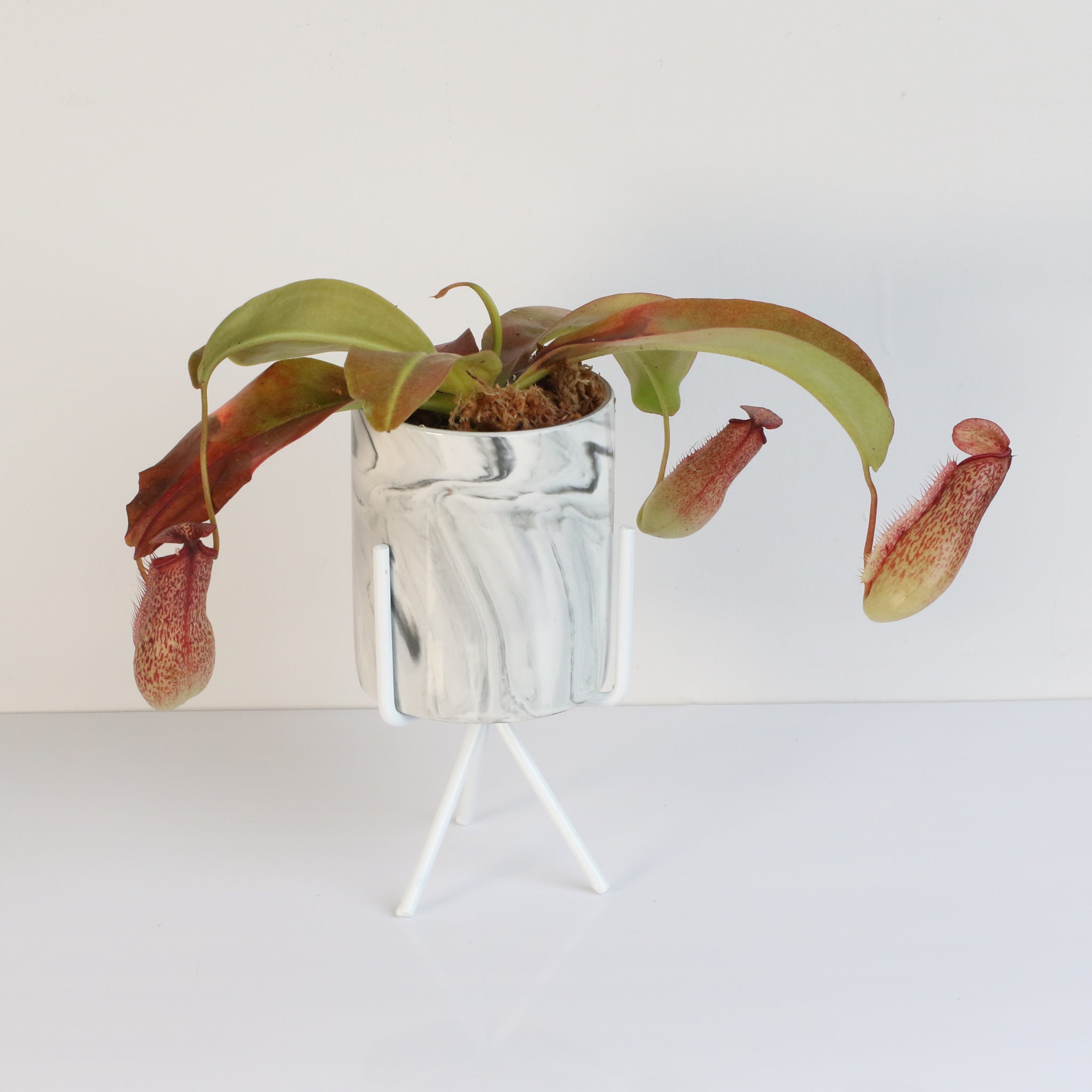 Miranda Pitcher Plant (Nepenthes Miranda) - Cheeky Garden