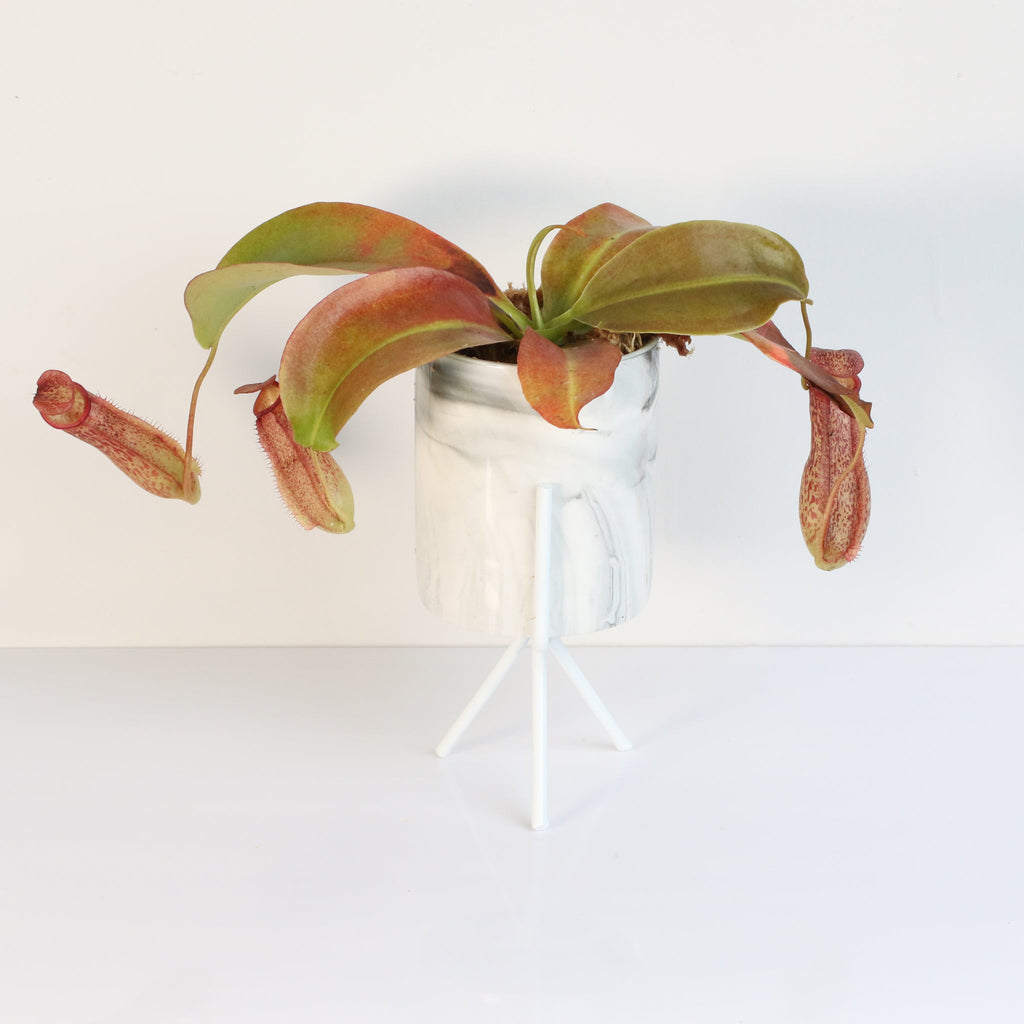 Miranda Pitcher Plant (Nepenthes Miranda) - Cheeky Garden