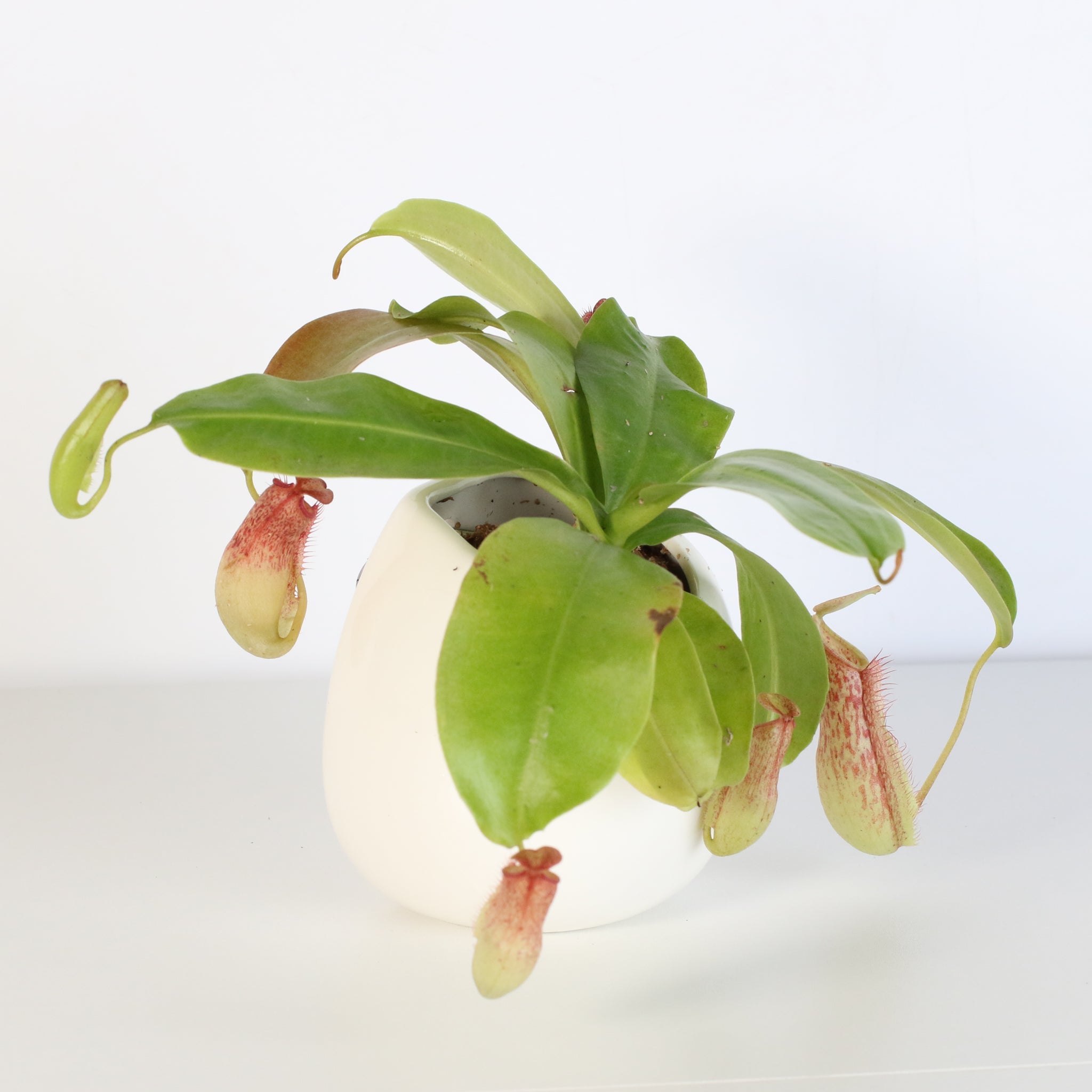 Miranda Pitcher Plant (Nepenthes Miranda) - Cheeky Garden