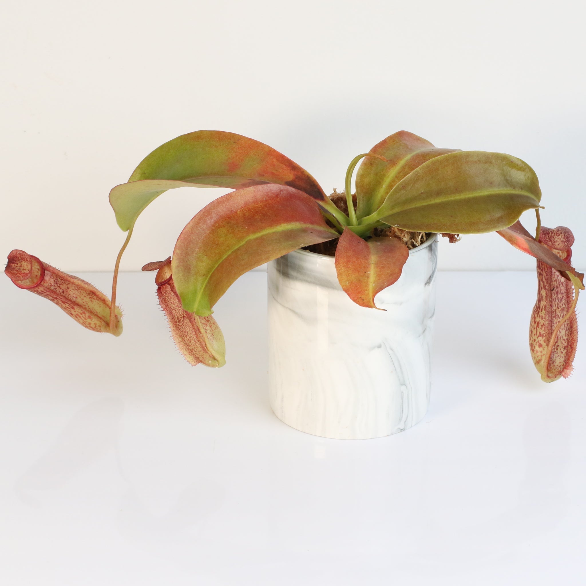 Miranda Pitcher Plant (Nepenthes Miranda) - Cheeky Garden