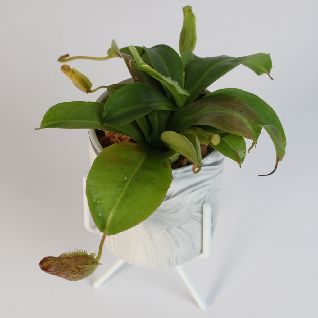 Miranda Pitcher Plant (Nepenthes Miranda) - Cheeky Garden