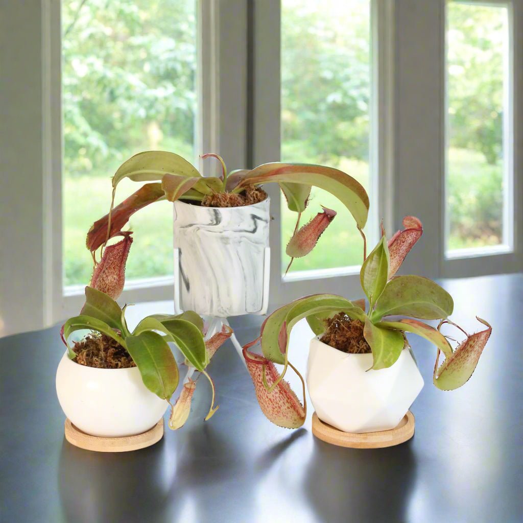 Miranda Pitcher Plant (Nepenthes Miranda) - Cheeky Garden