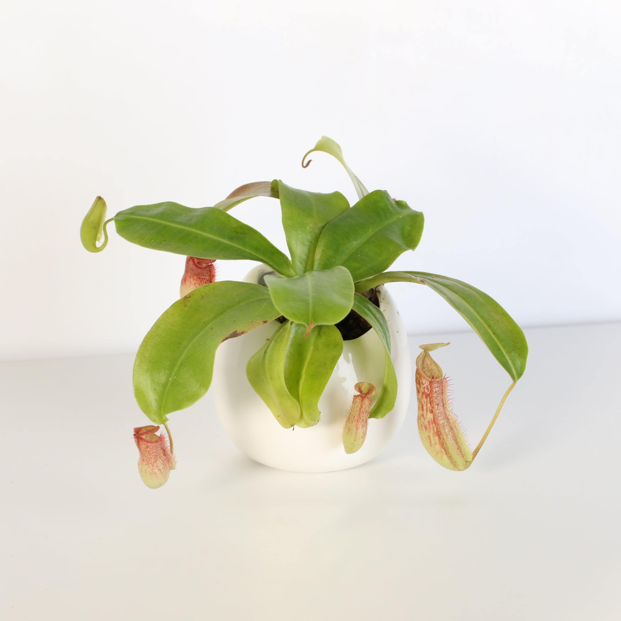 Miranda Pitcher Plant (Nepenthes Miranda) - Cheeky Garden