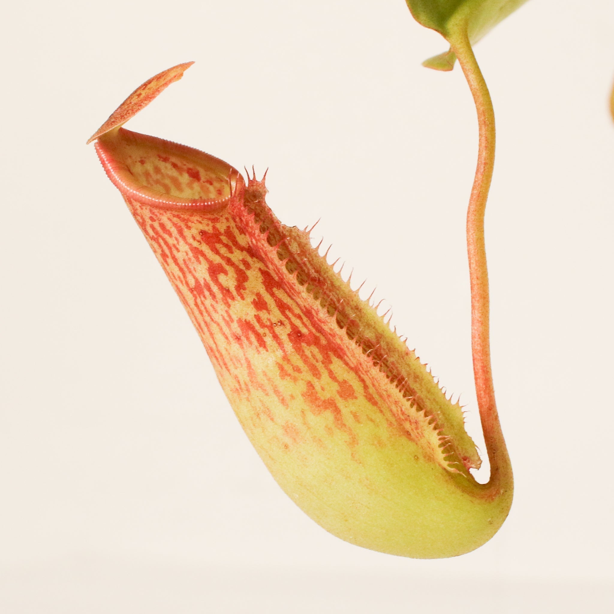 Miranda Pitcher Plant (Nepenthes Miranda) - Cheeky Garden