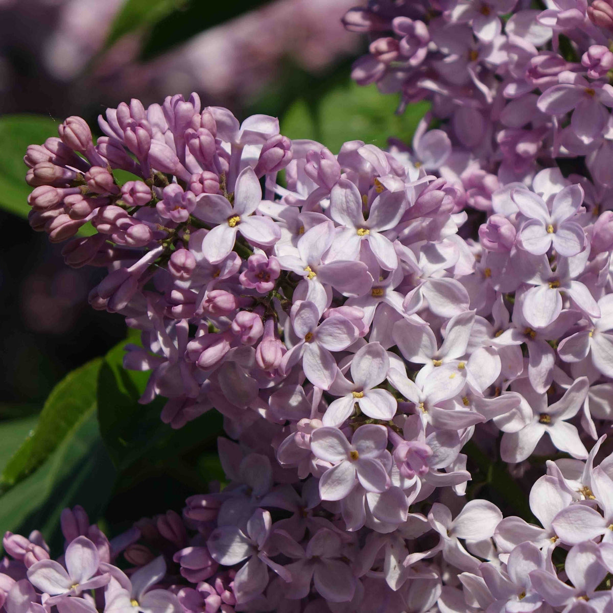 Miss Kim Lilac - Cheeky Garden