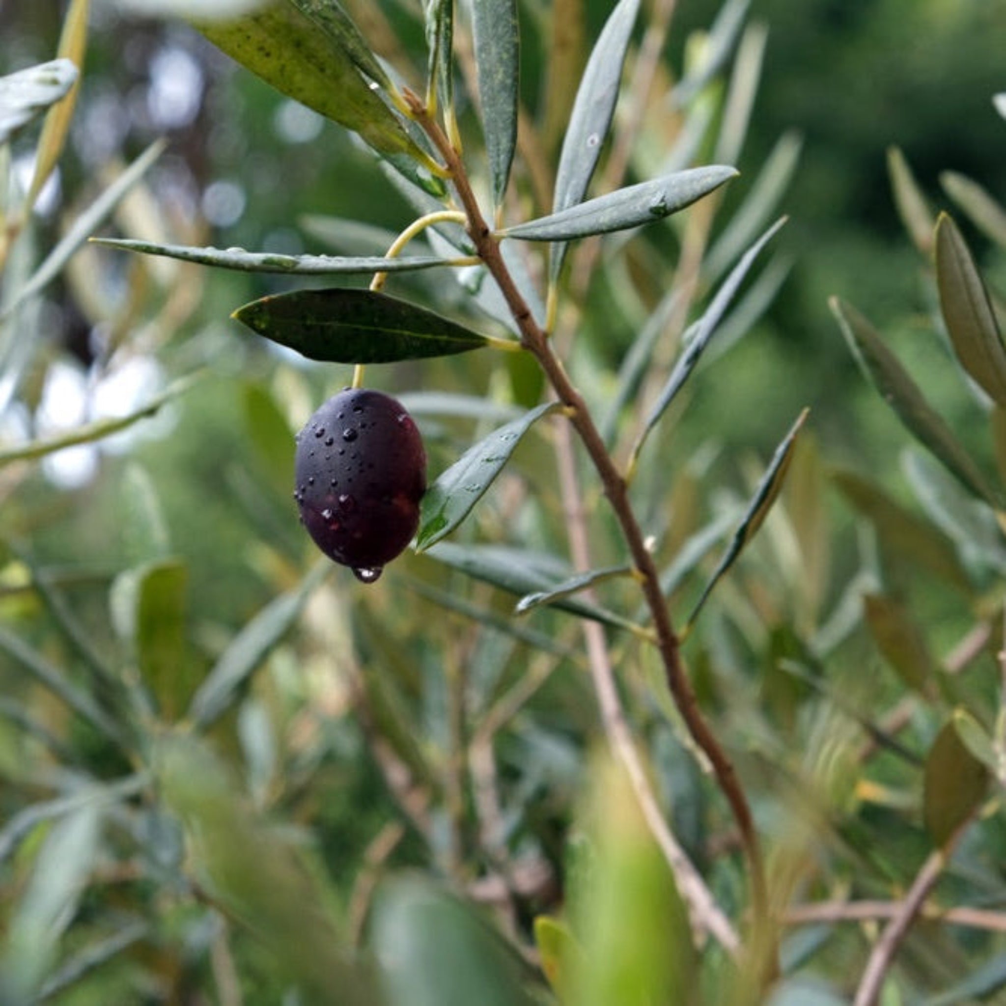 Mission Olive Tree - Cheeky Garden