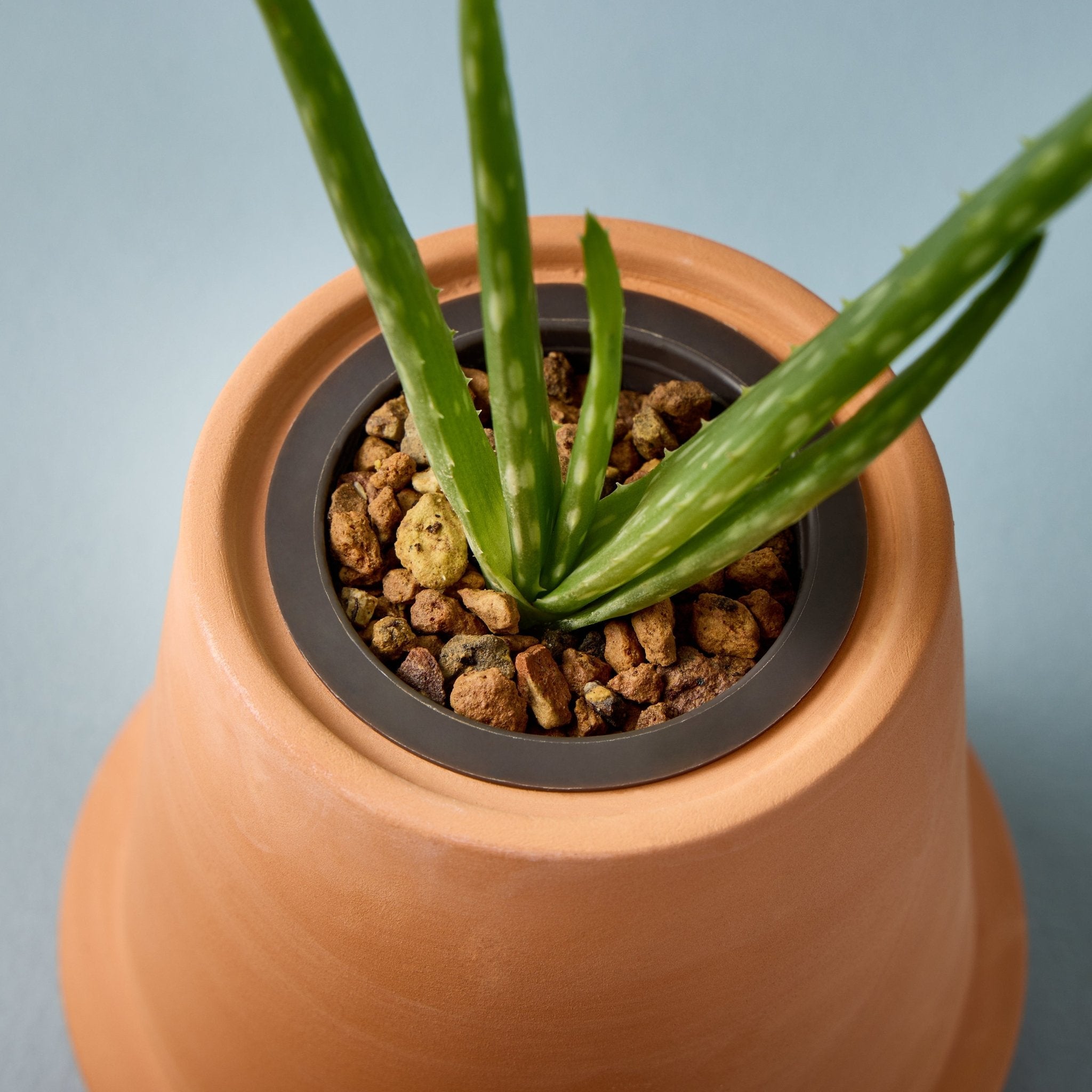 Modern Terracotta Grow Kits - Cheeky Garden