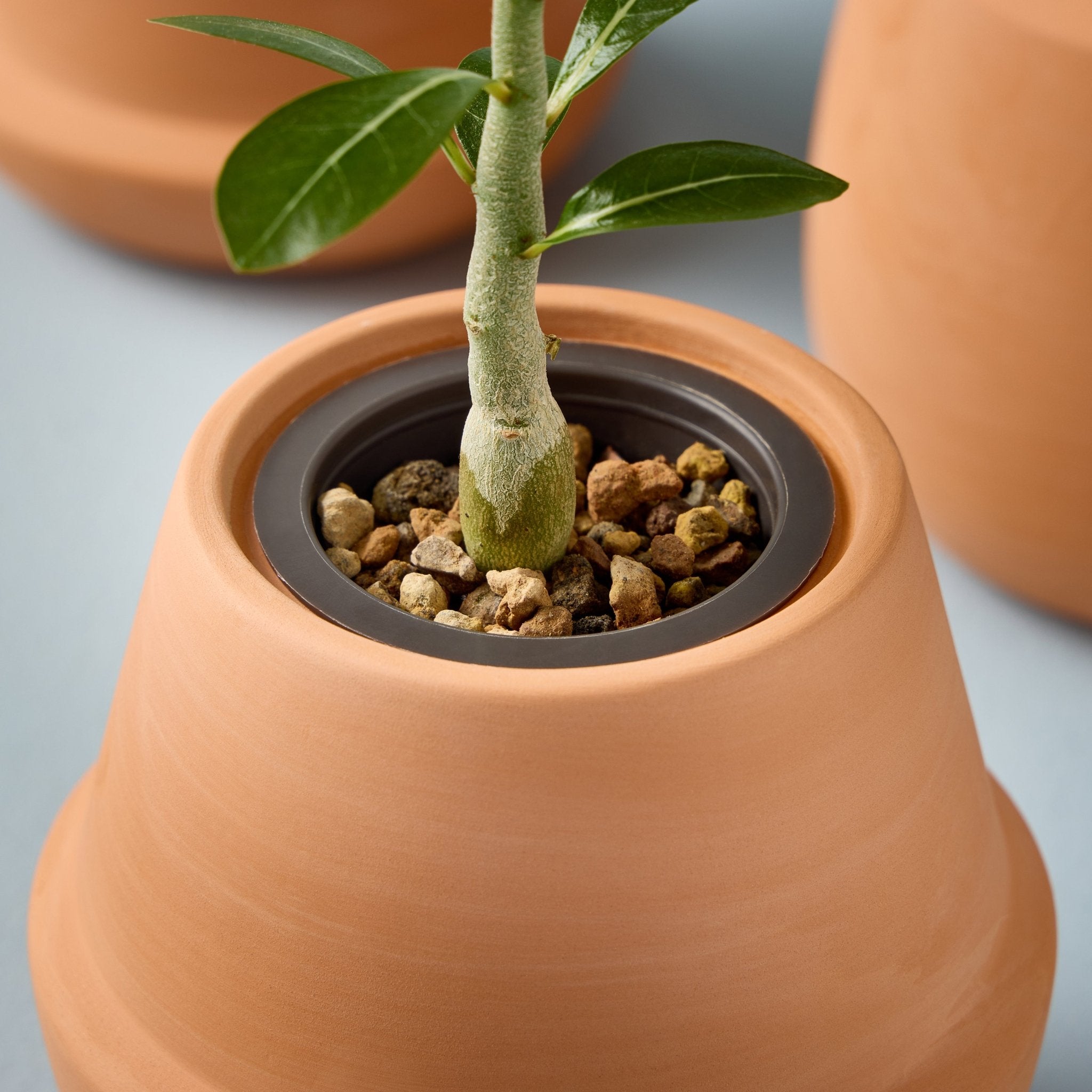 Modern Terracotta Grow Kits - Cheeky Garden