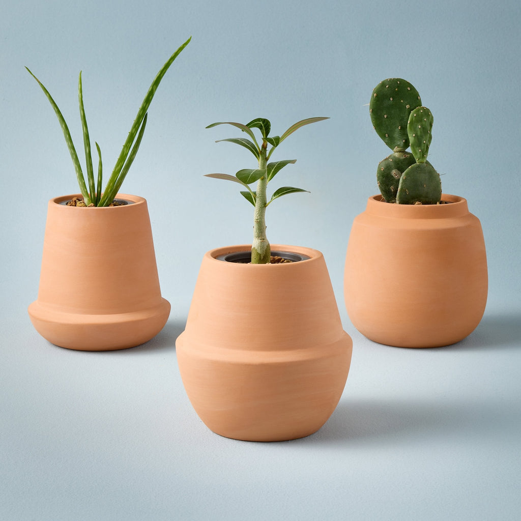 Modern Terracotta Grow Kits - Cheeky Garden