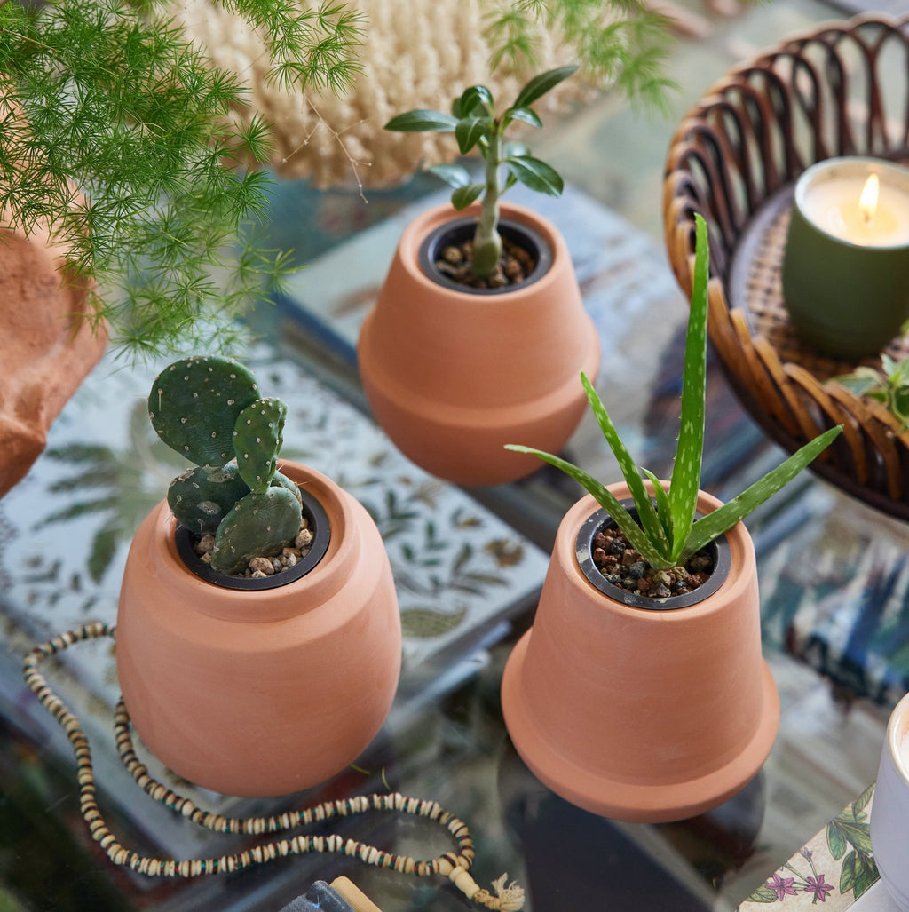 Modern Terracotta Grow Kits - Cheeky Garden