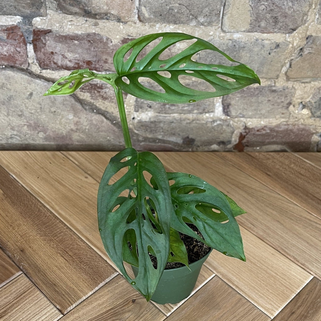 Monstera Adansonii - Cheeky Garden