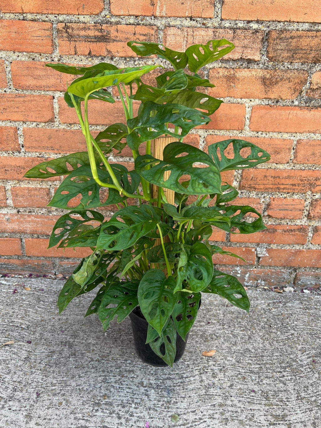 Monstera Adansonii - Cheeky Garden